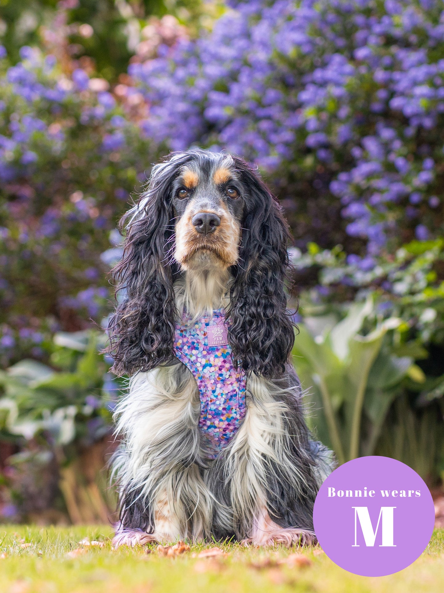 Confetti Adjustable Harness & Lead Bundle - SHIPS FROM 30/10
