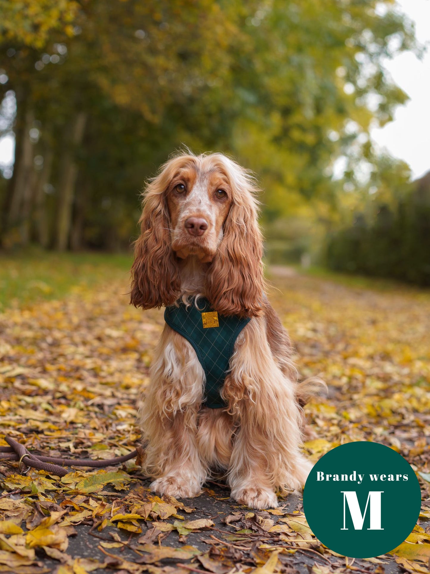 Argyle Deluxe Adjustable Harness & Lead Bundle