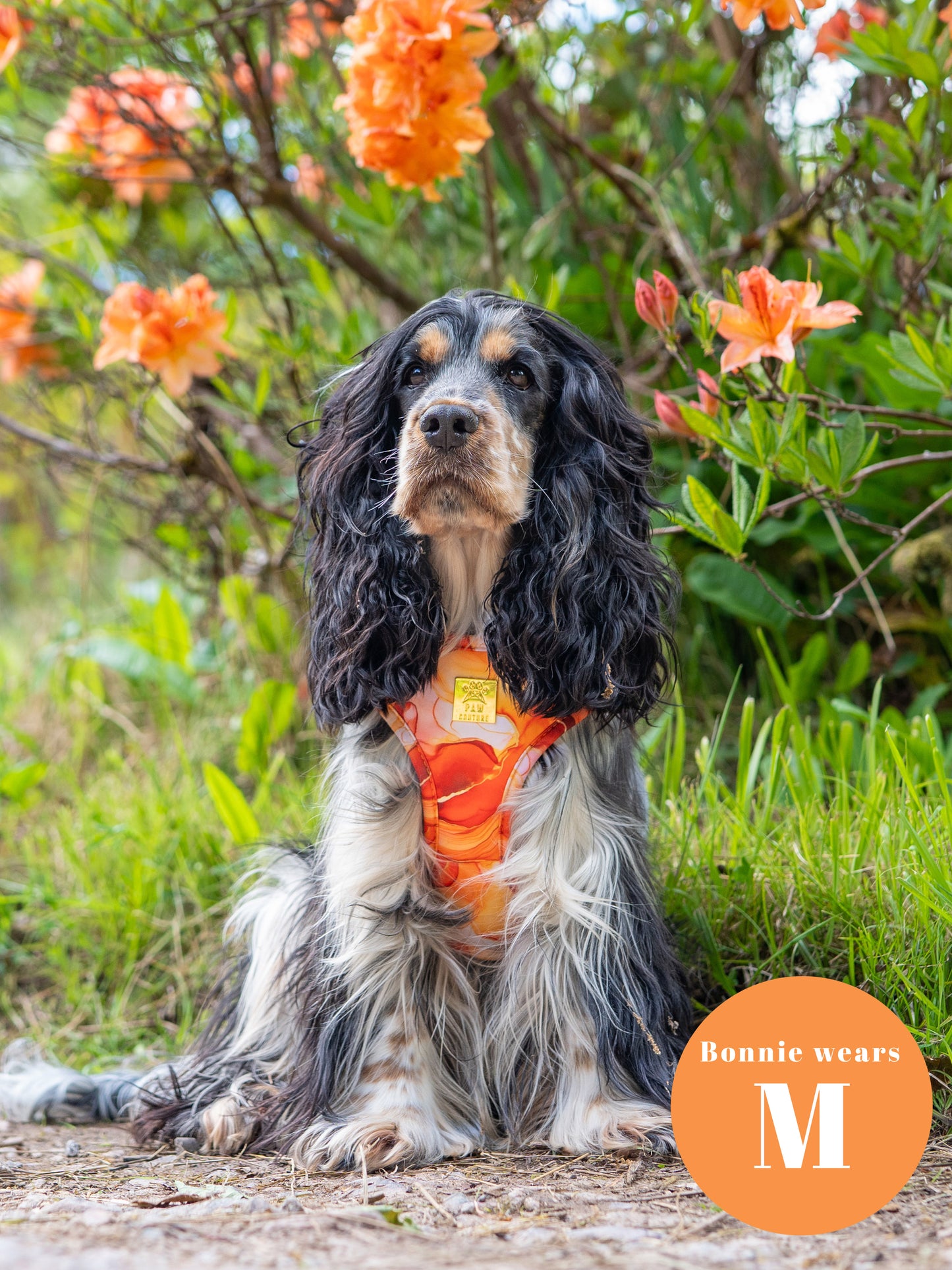 Sunset Agate  Deluxe Adjustable Harness & Lead Bundle
