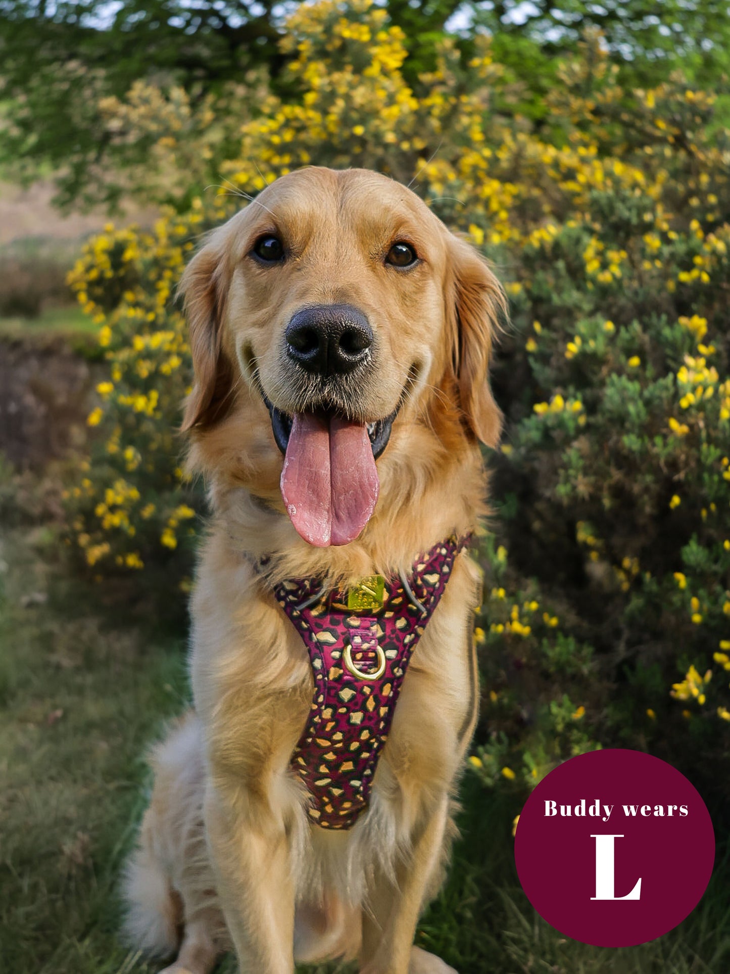 Amethyst Safari Deluxe Hercules Harness & Lead Bundle