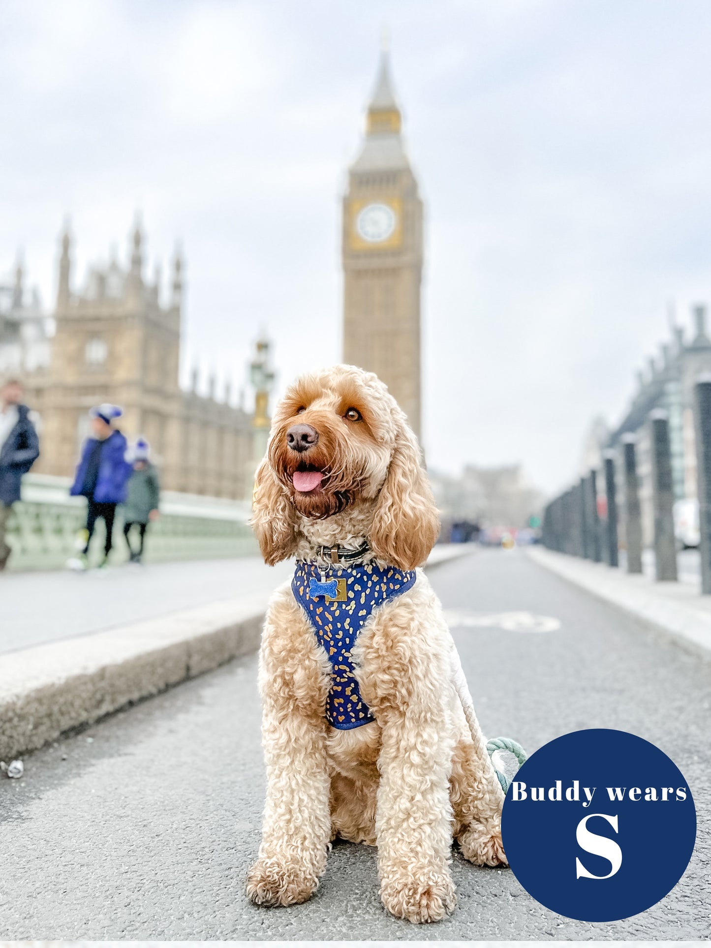 Golden Confetti Deluxe Adjustable Harness & Lead Bundle