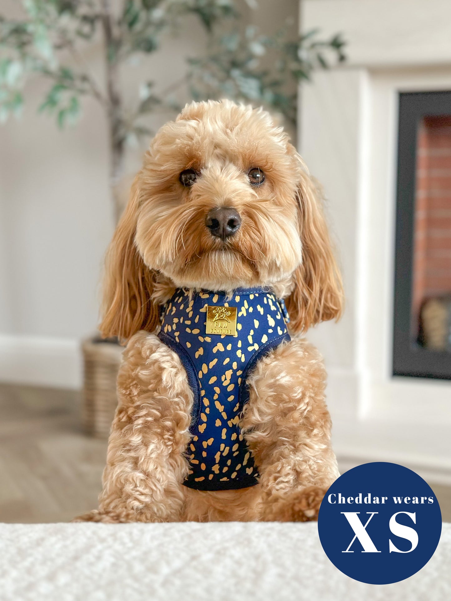Golden Confetti Deluxe Adjustable Harness & Lead Bundle