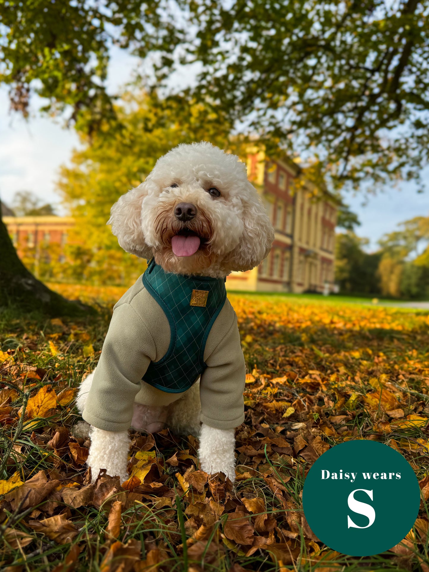 Argyle Deluxe Adjustable Harness & Lead Bundle