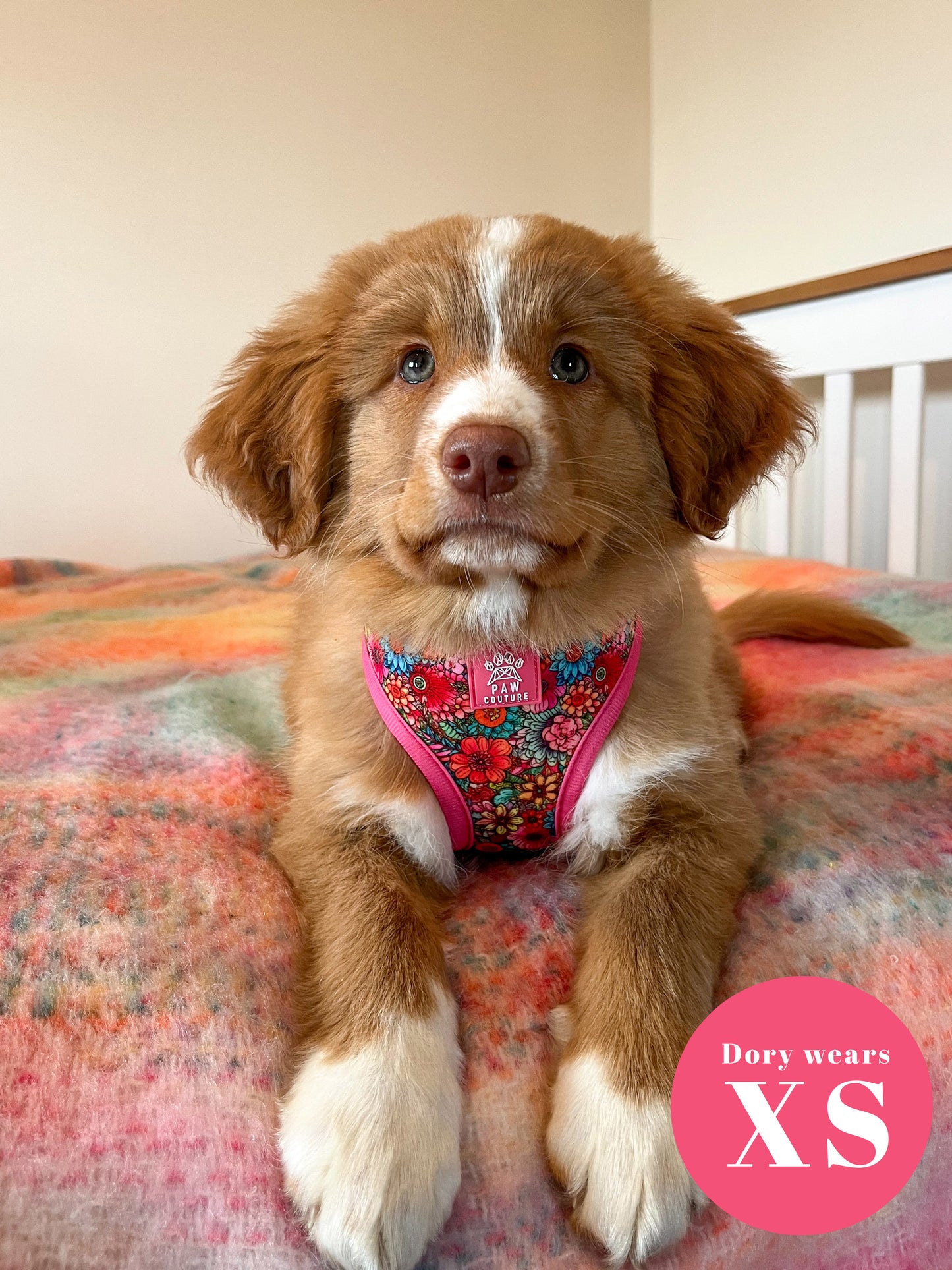 Floral Fiesta Adjustable Harness & Lead Bundle