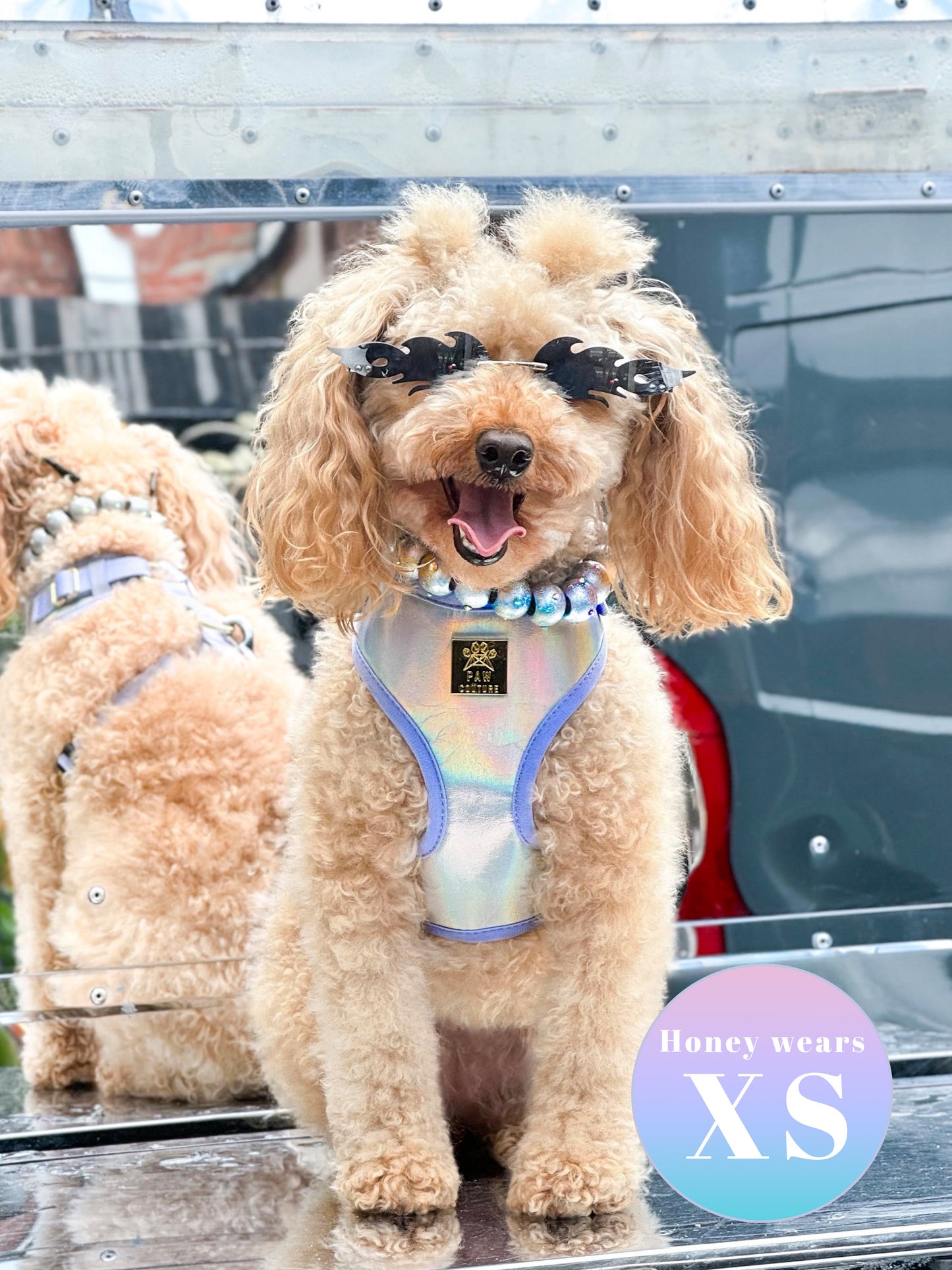 Disco Deluxe Iridescent Leatherette Adjustable Harness & Lead Bundle