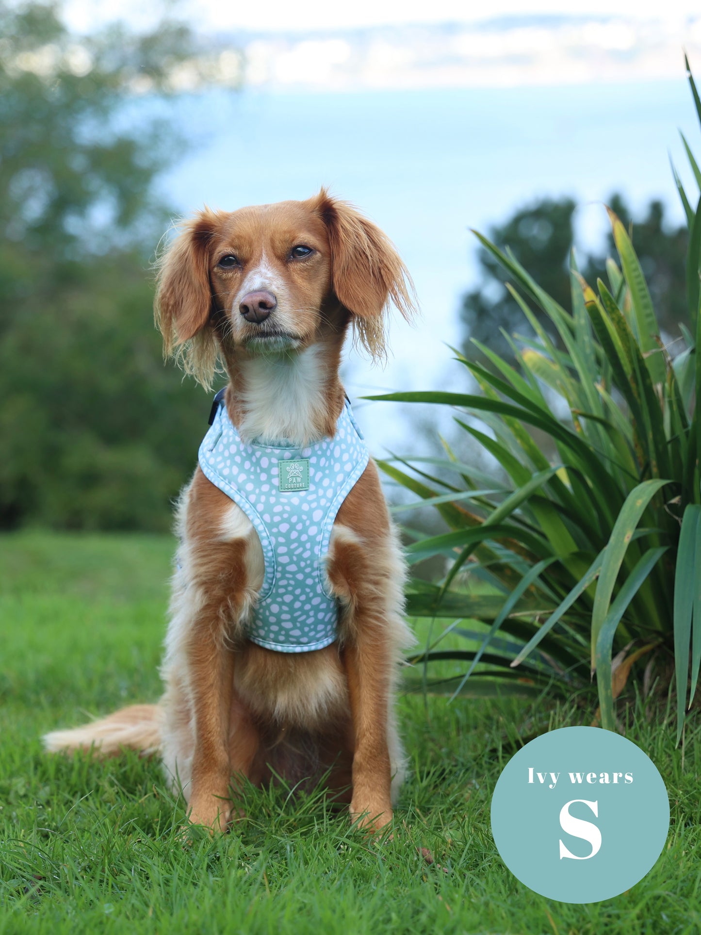 Wild Sage Five Piece Walkies Bundle - Save £25