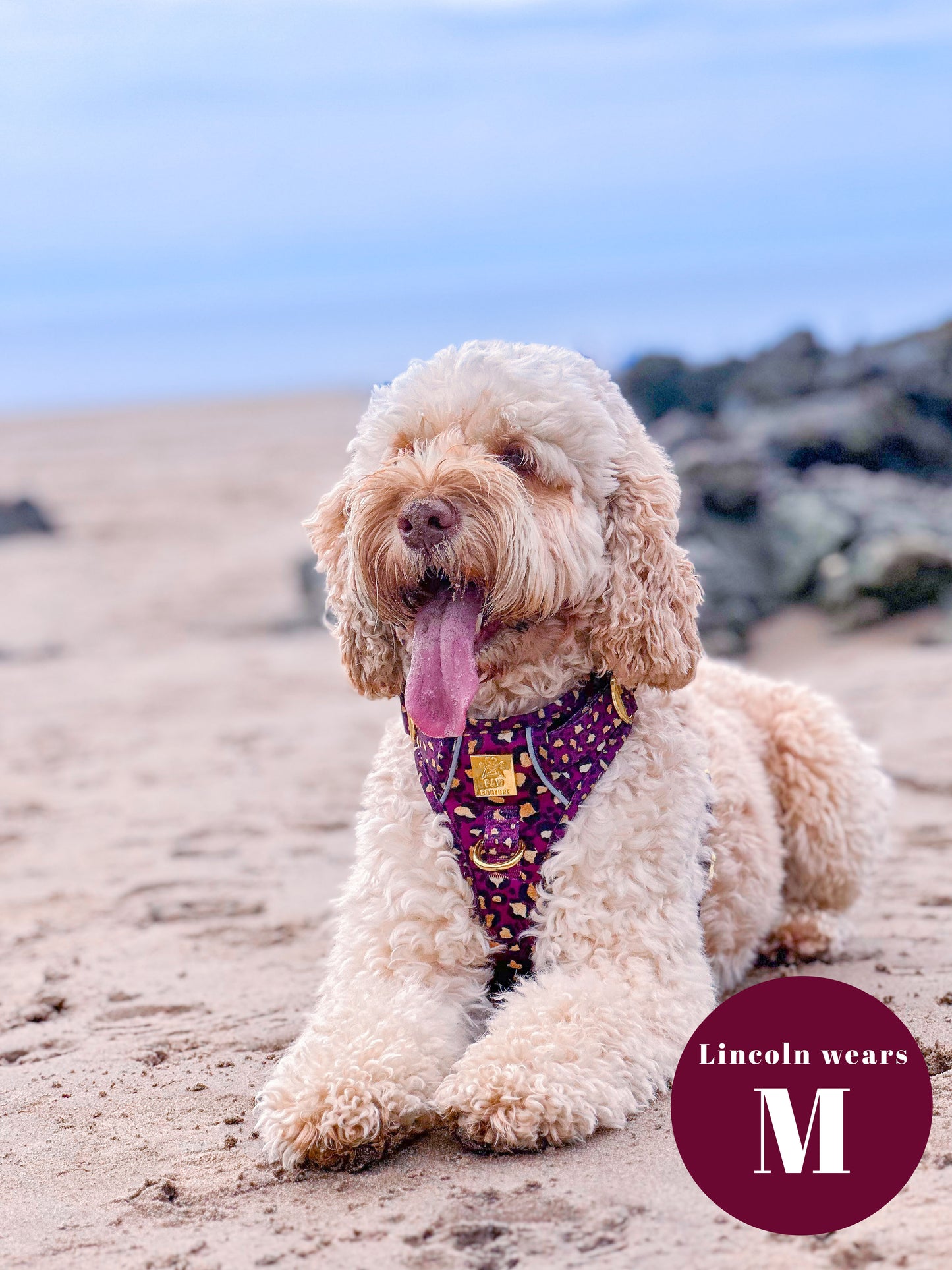 Amethyst Safari Deluxe Hercules Harness & Lead Bundle