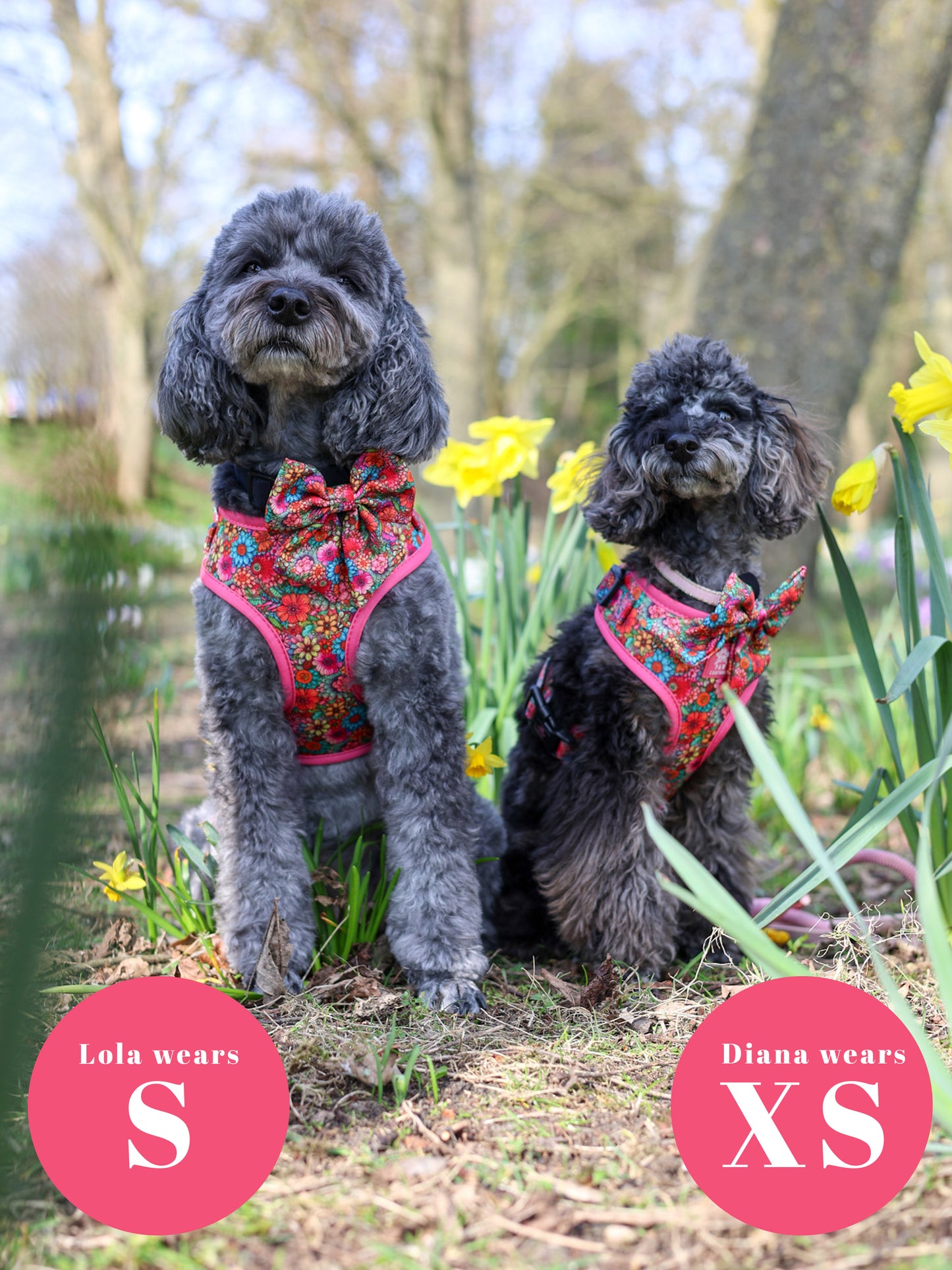 Floral Fiesta Adjustable Harness & Lead Bundle