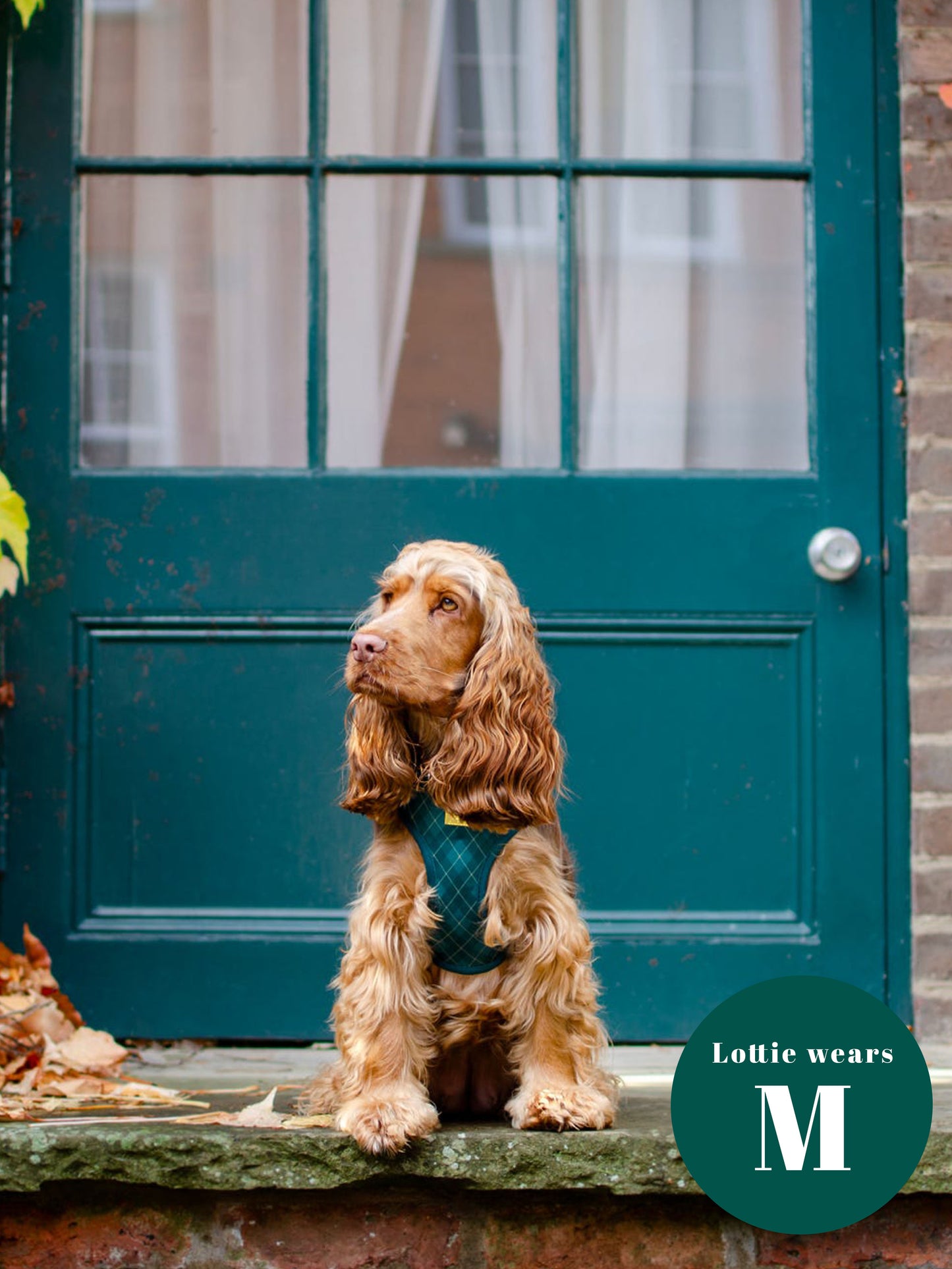 Argyle Deluxe Adjustable Harness & Lead Bundle