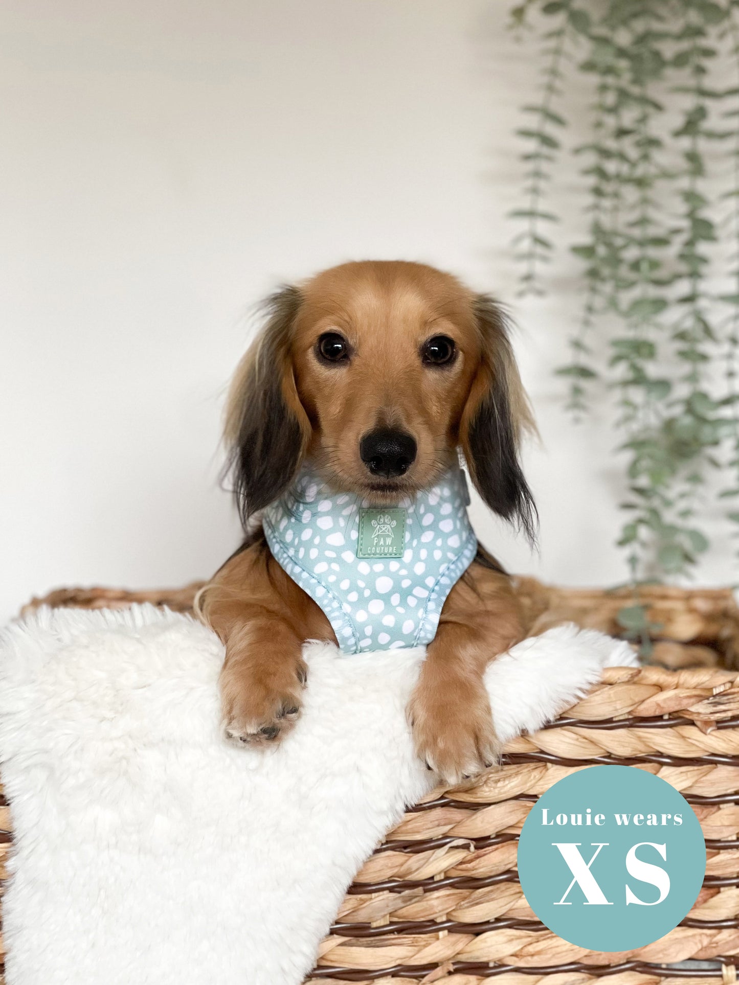 Wild Sage Adjustable Harness & Lead Bundle