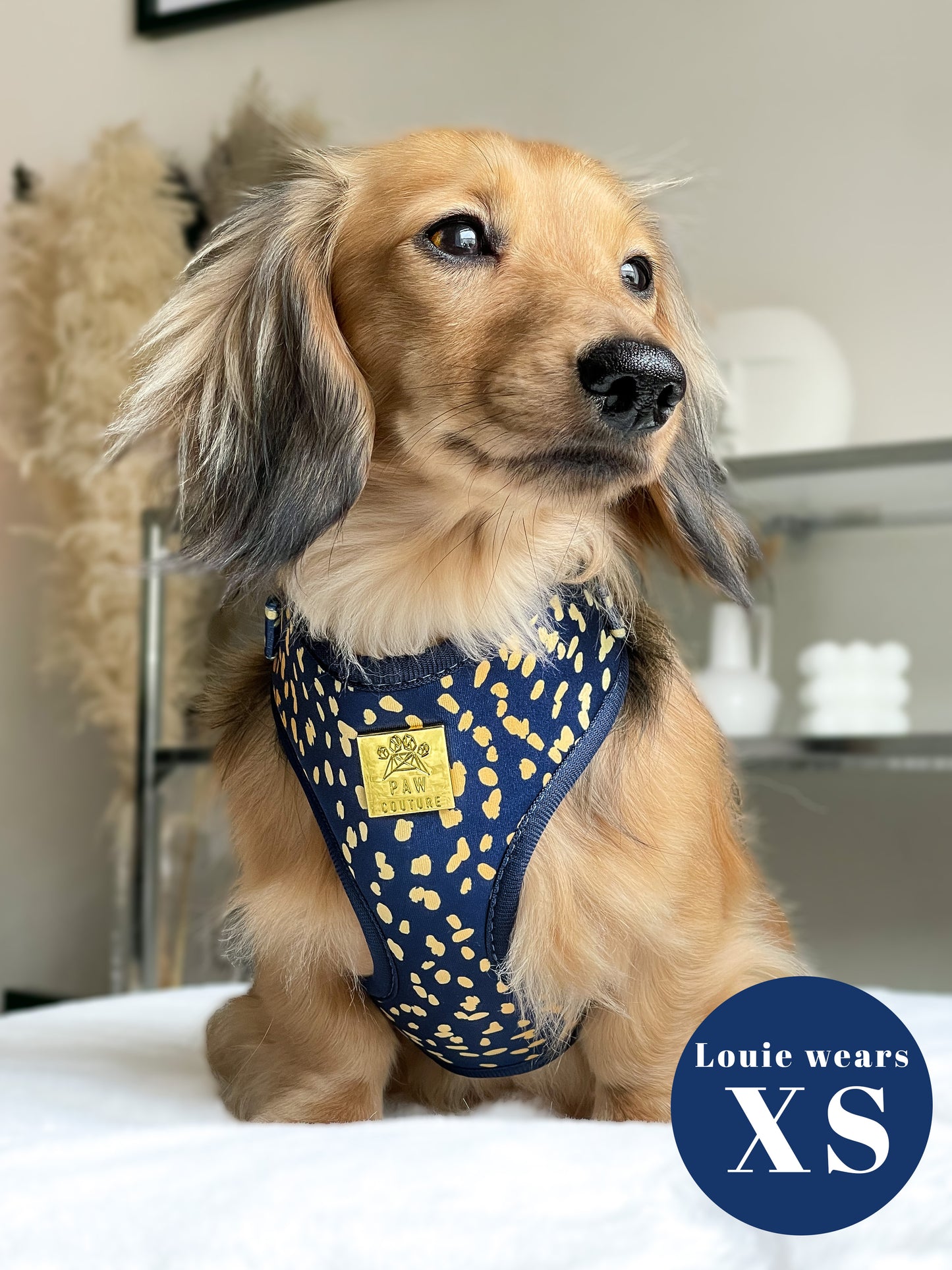 Golden Confetti Deluxe Adjustable Harness & Lead Bundle