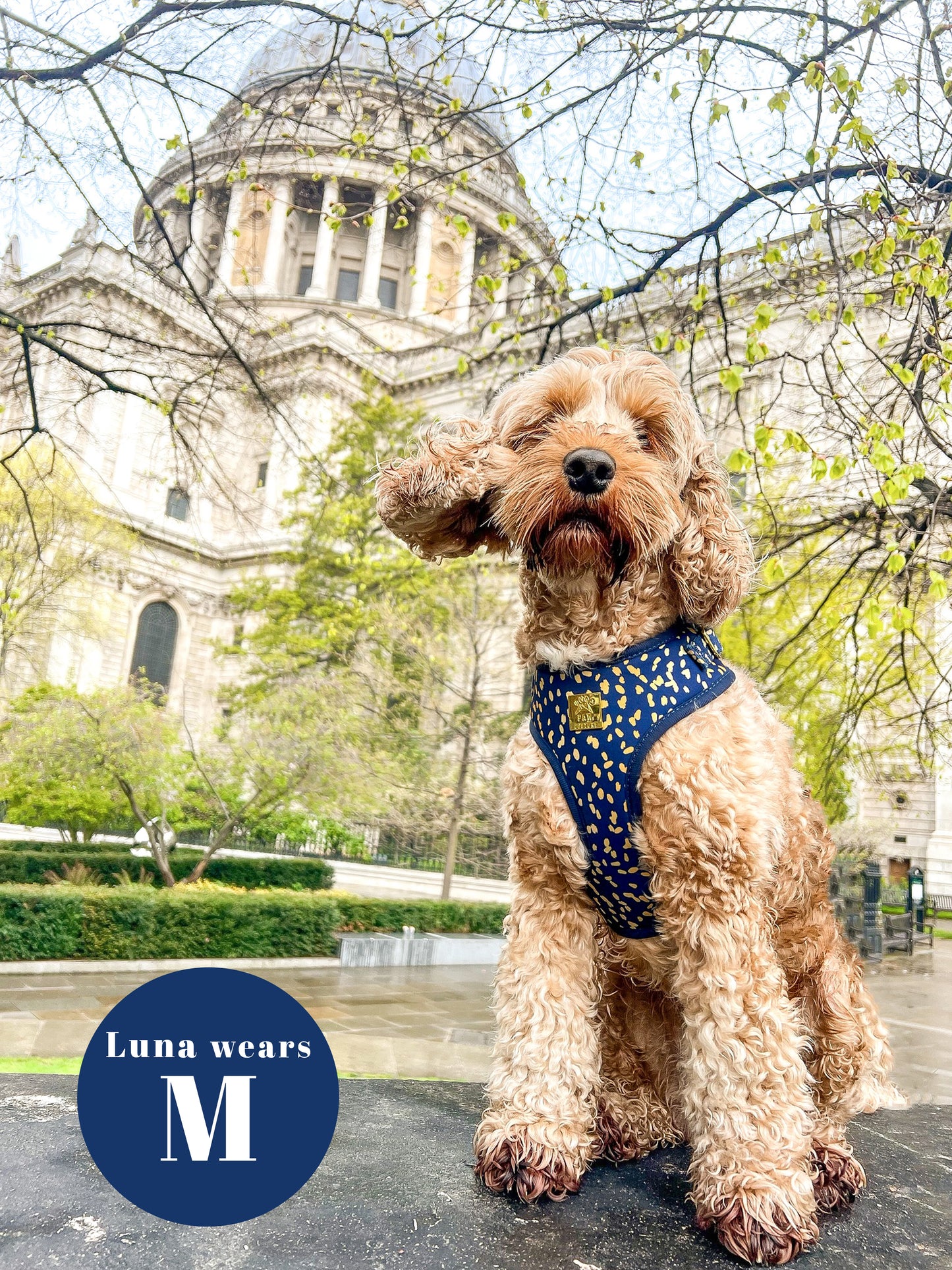 Golden Confetti Deluxe Adjustable Harness & Lead Bundle