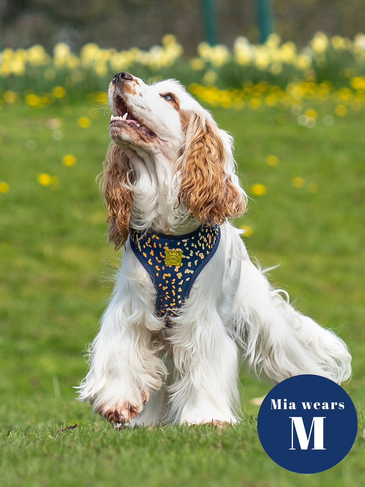 Golden Confetti Deluxe Adjustable Harness & Lead Bundle