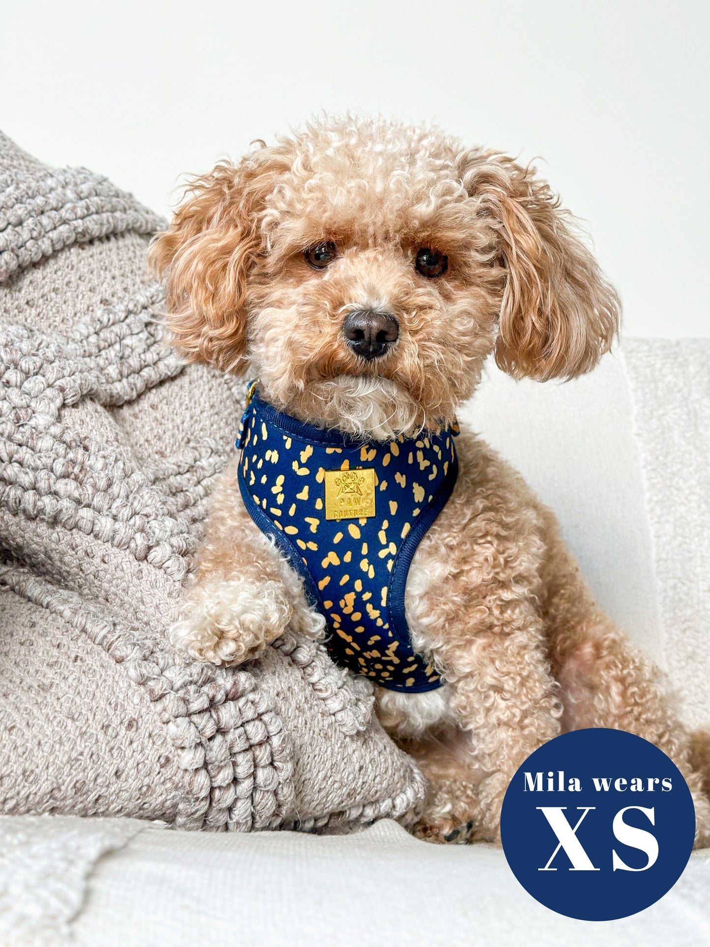 Golden Confetti Deluxe Adjustable Harness & Lead Bundle