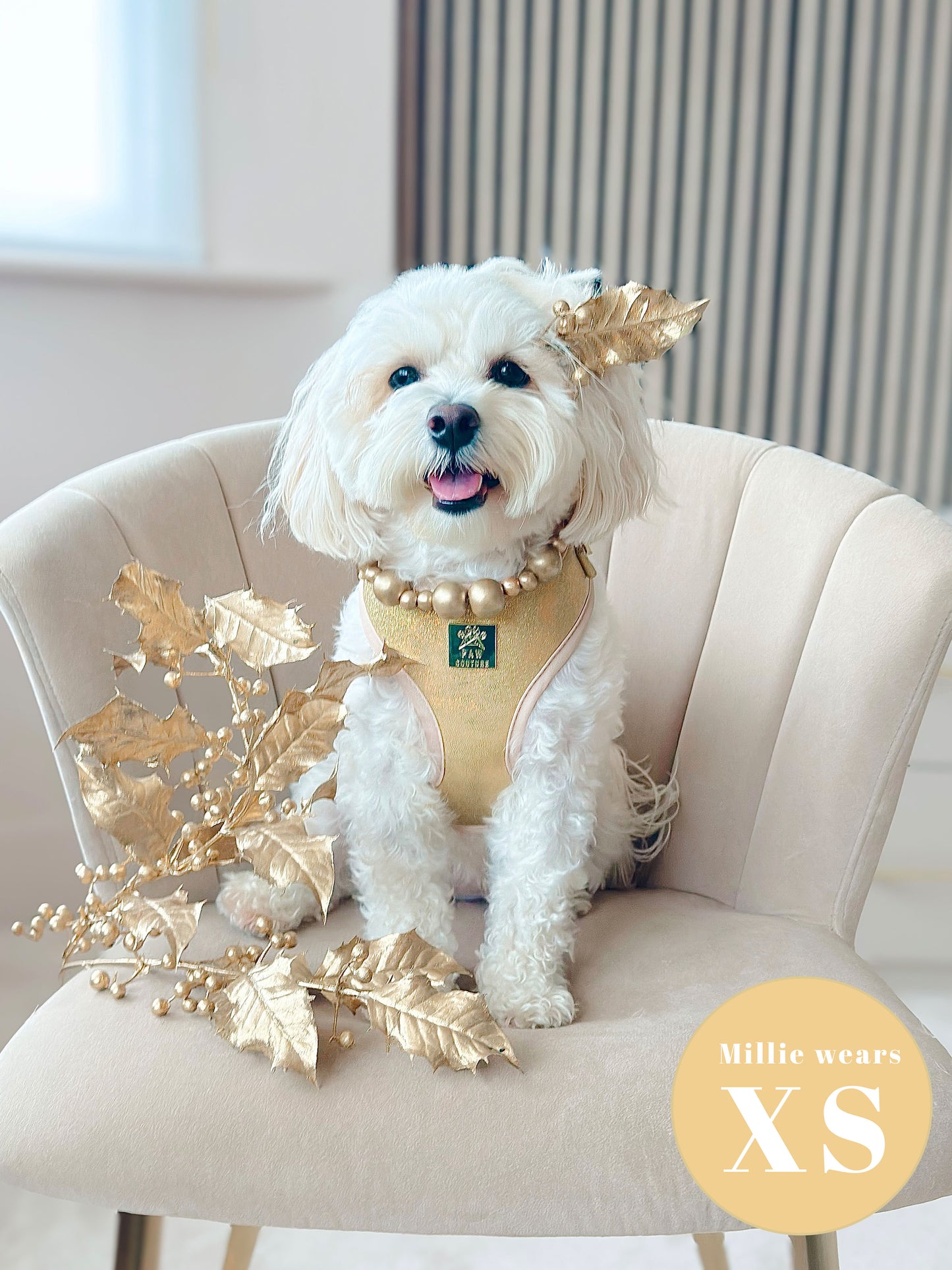 Champagne Party Deluxe Adjustable Harness & Lead Bundle