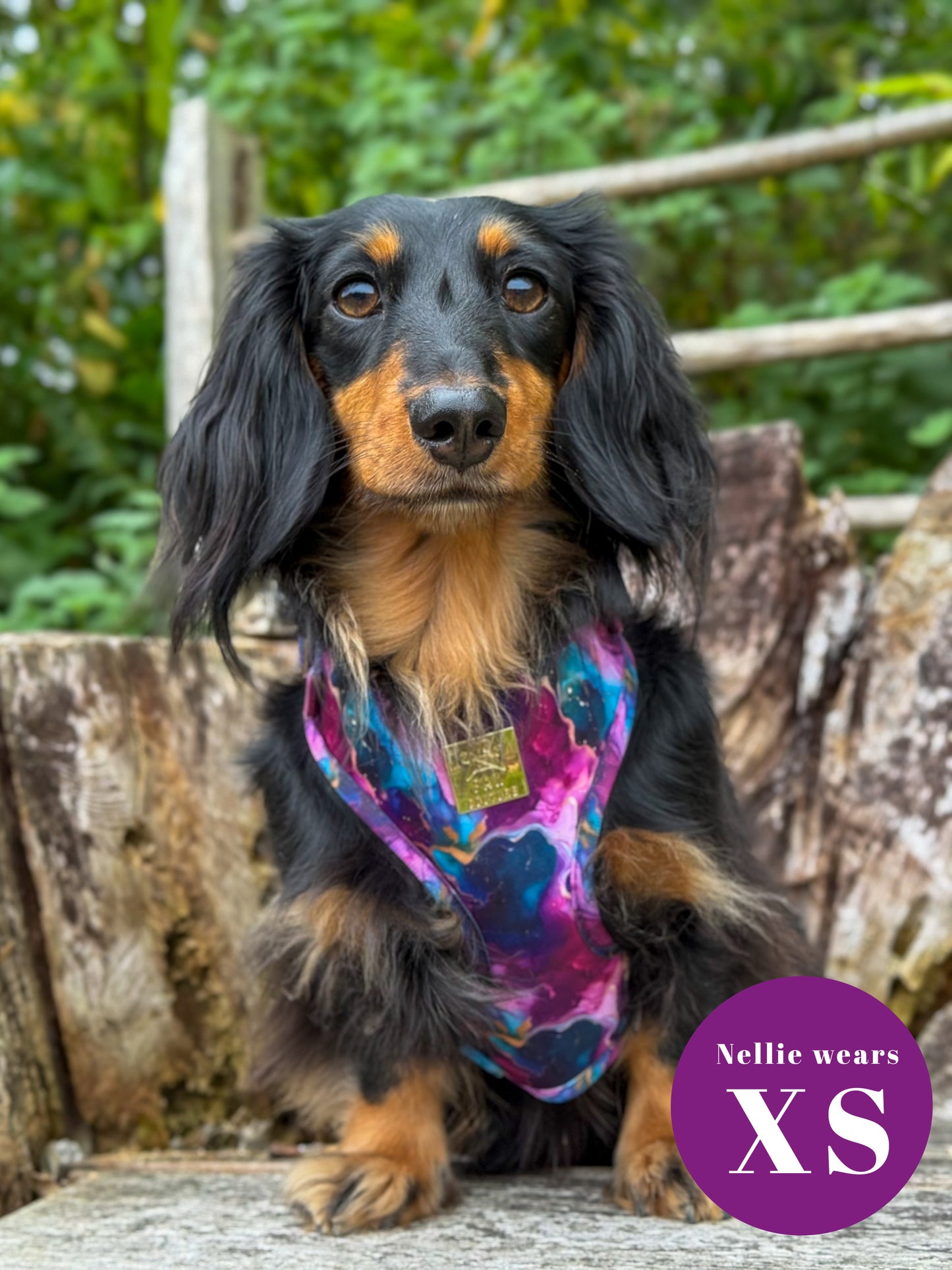 Cosmos Deluxe Adjustable Harness & Lead Bundle