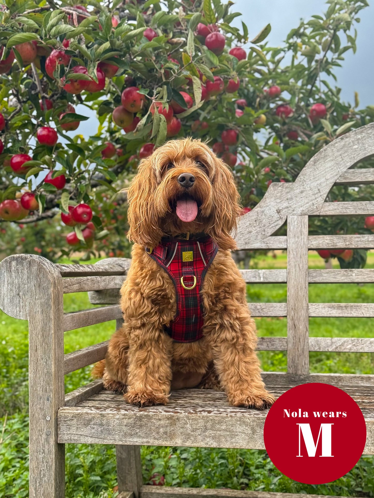 Tartan Deluxe TrailBlazer Harness