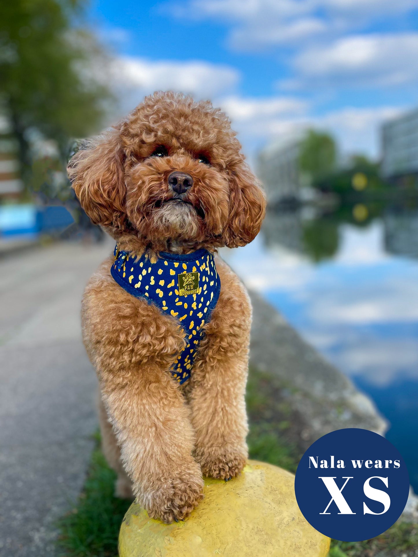 Golden Confetti Deluxe Adjustable Harness & Lead Bundle