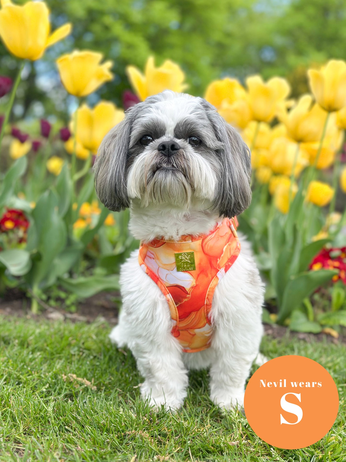 Sunset Agate  Deluxe Adjustable Harness & Lead Bundle