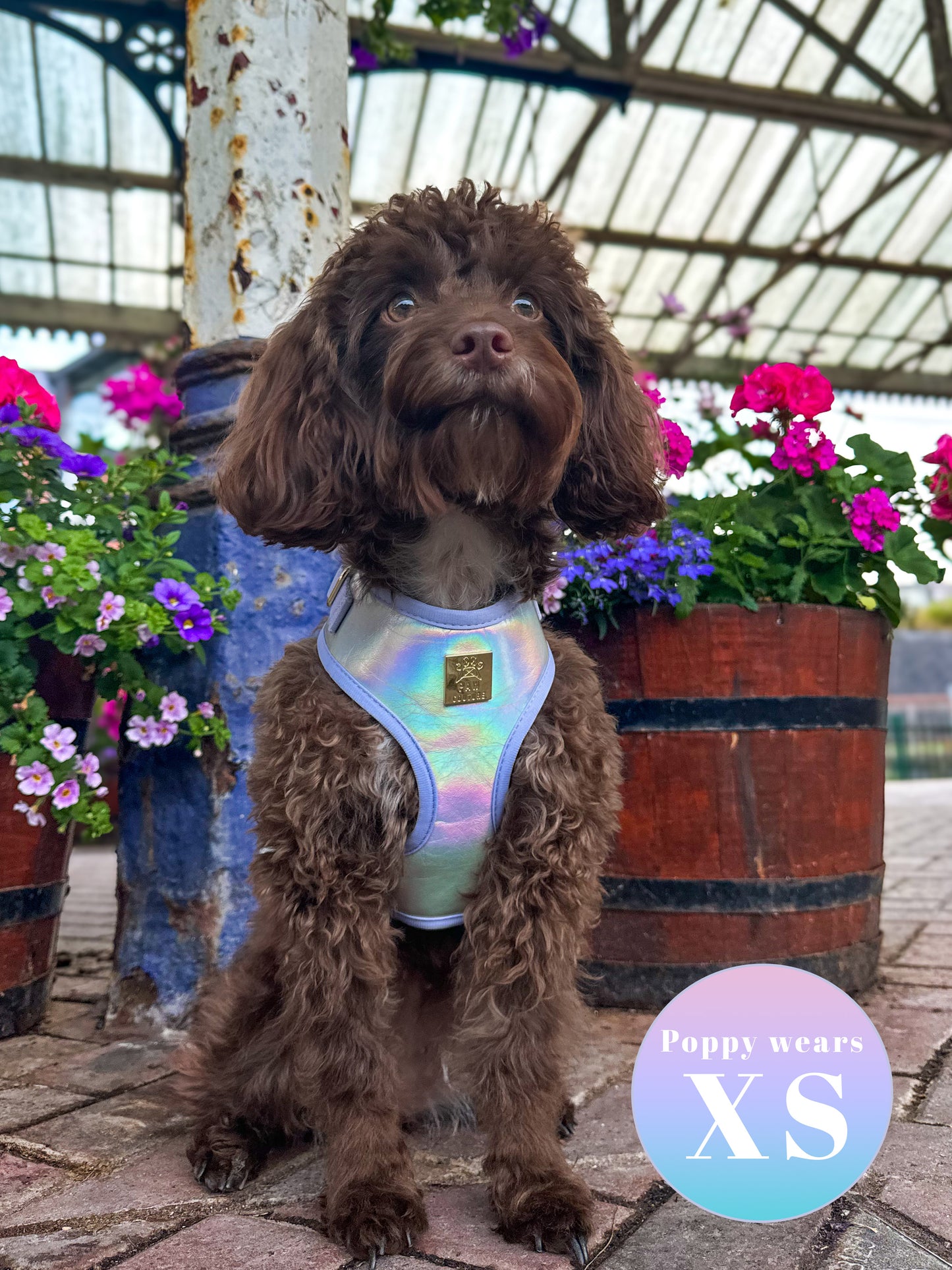 Disco Deluxe Iridescent Leatherette Adjustable Harness & Lead Bundle