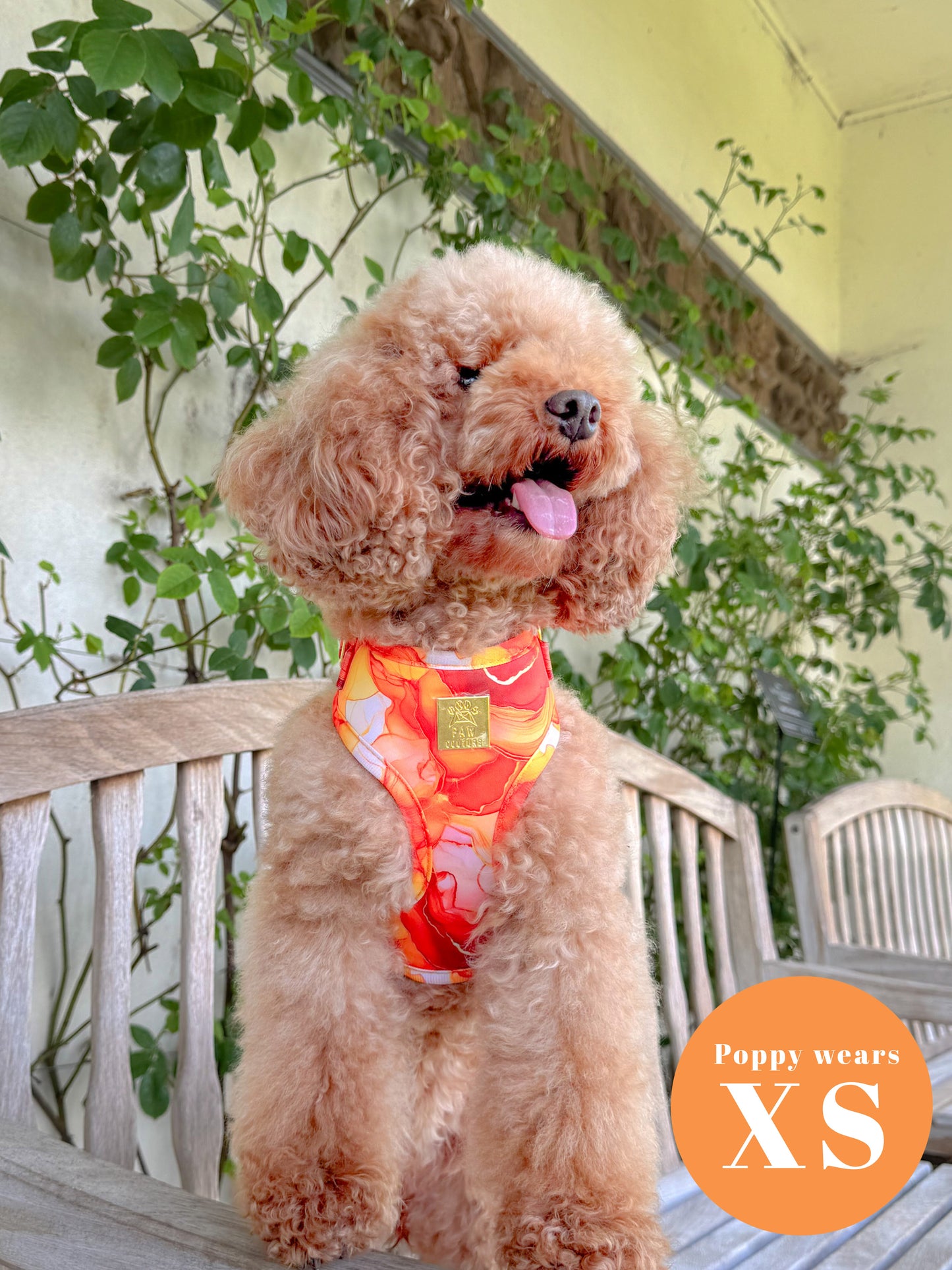 Sunset Agate  Deluxe Adjustable Harness & Lead Bundle