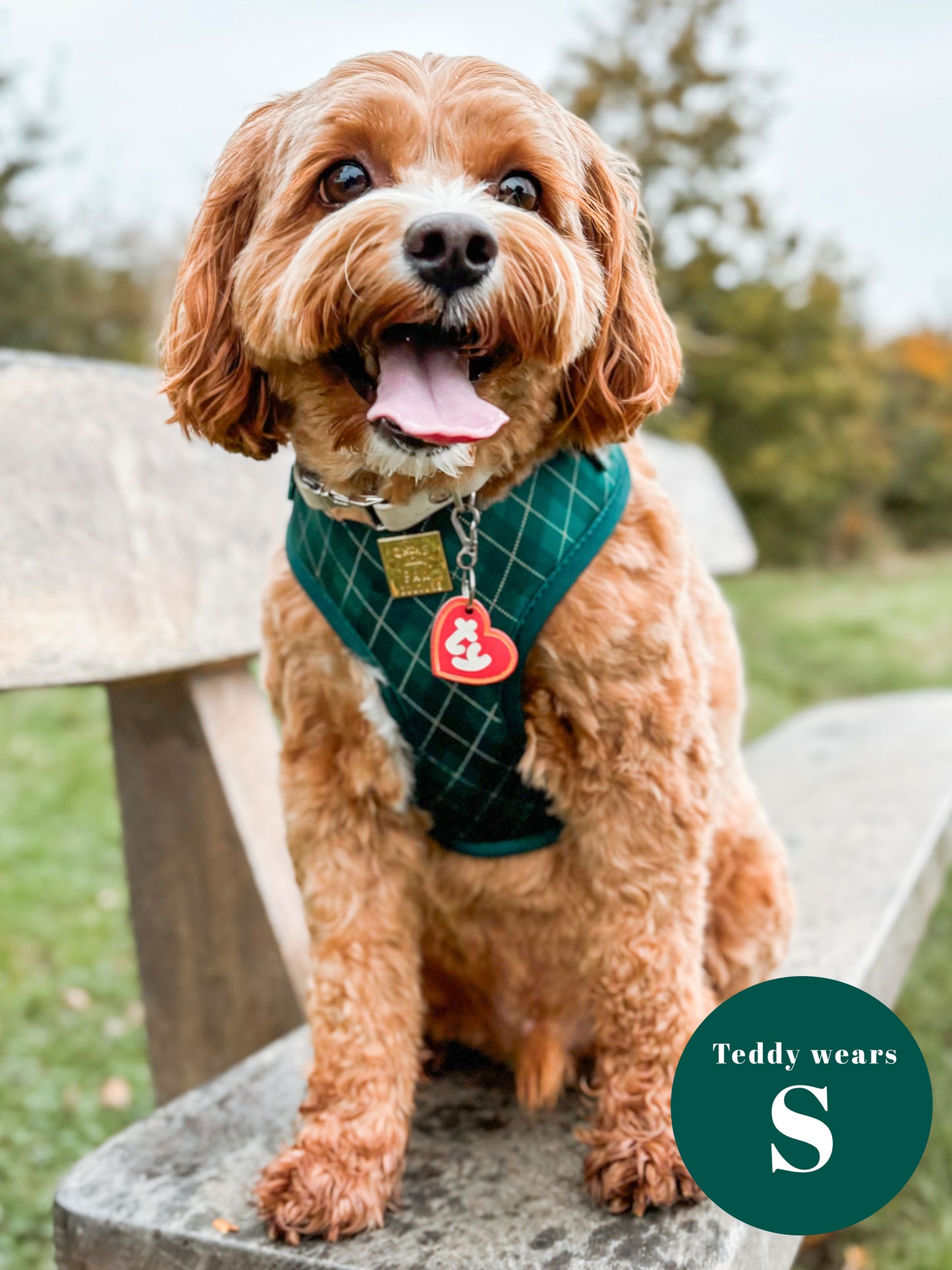 Argyle Deluxe Adjustable Harness & Lead Bundle