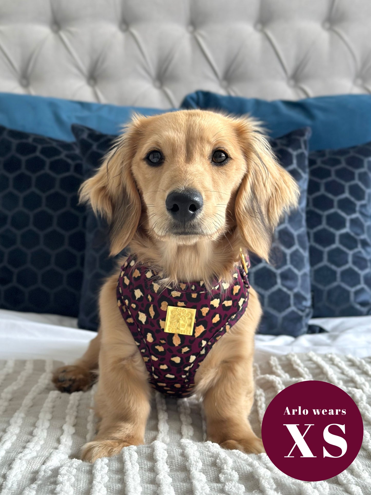 *DESPATCHES FROM THURSDAY 20TH MARCH* Amethyst Safari Deluxe Adjustable Harness & Lead Bundle