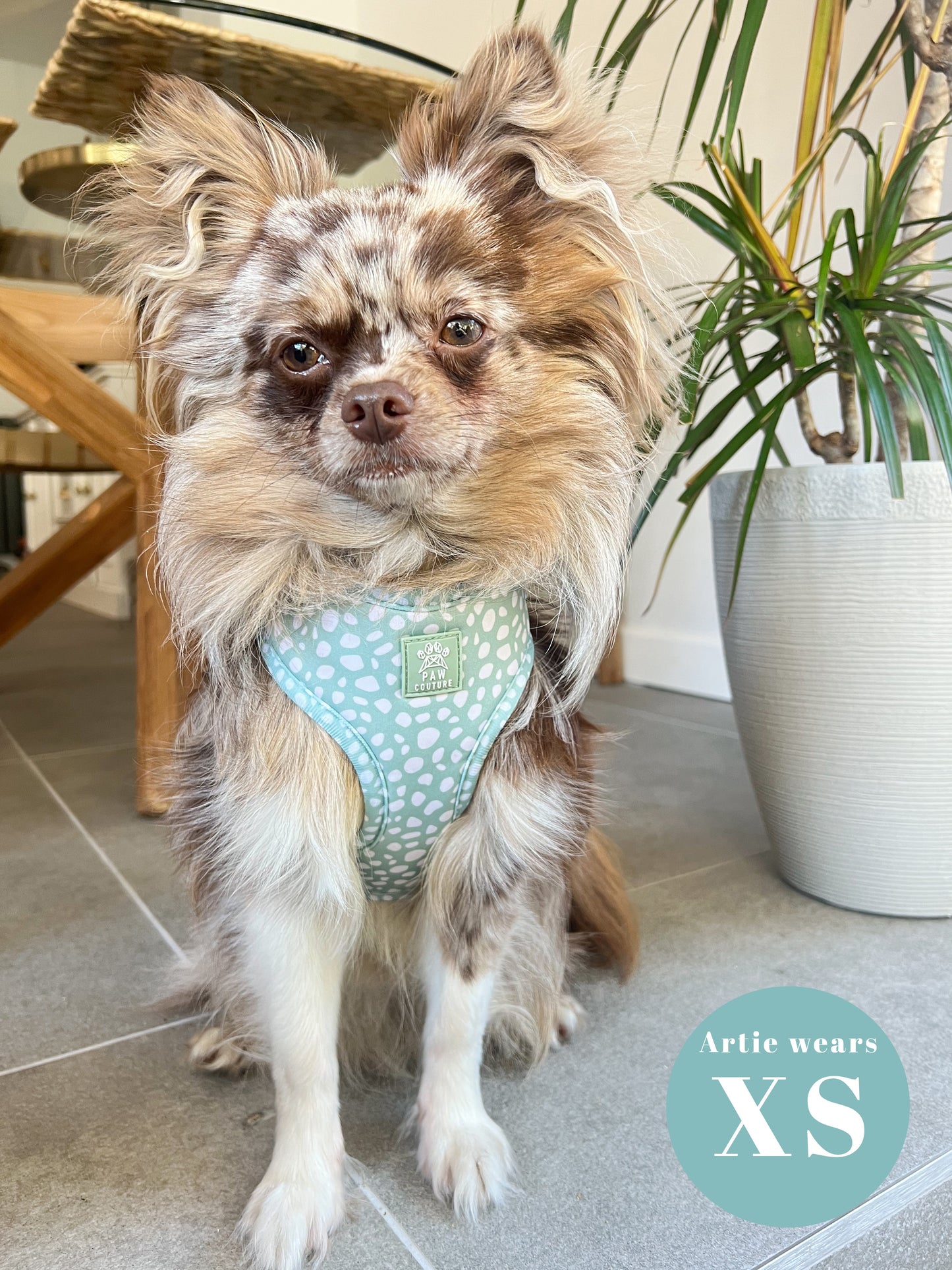 Wild Sage Adjustable Harness & Lead Bundle