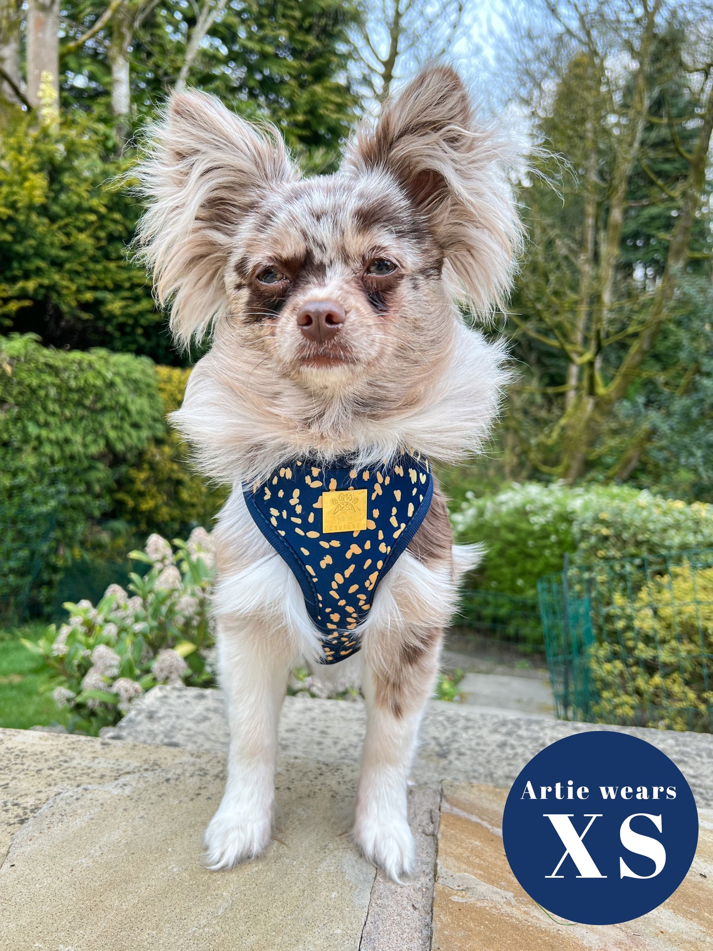 Golden Confetti Deluxe Adjustable Harness & Lead Bundle