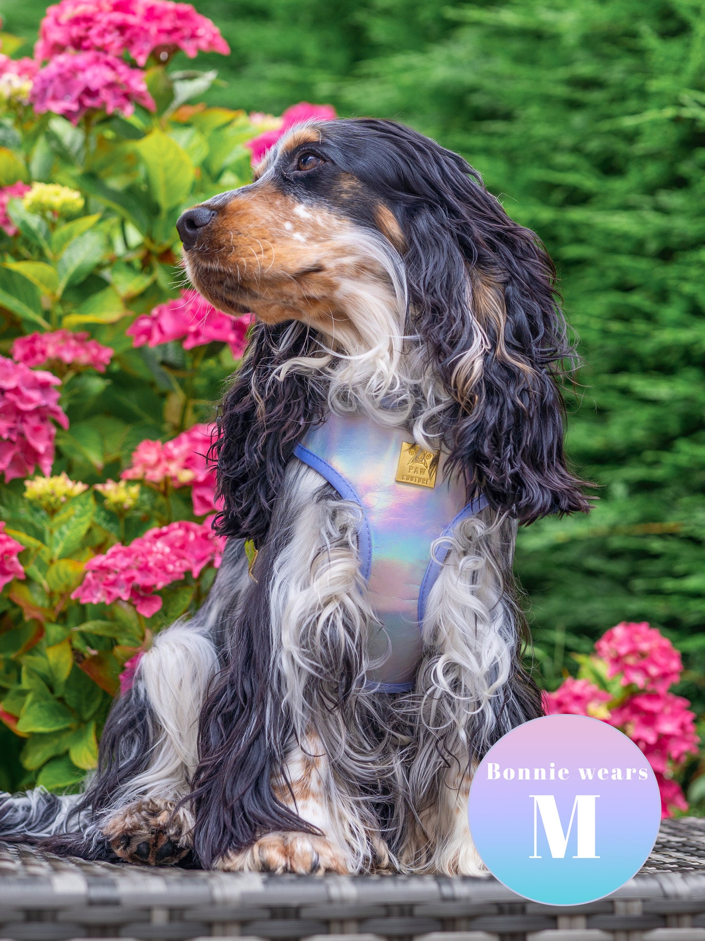 Disco Deluxe Iridescent Leatherette Adjustable Harness & Lead Bundle