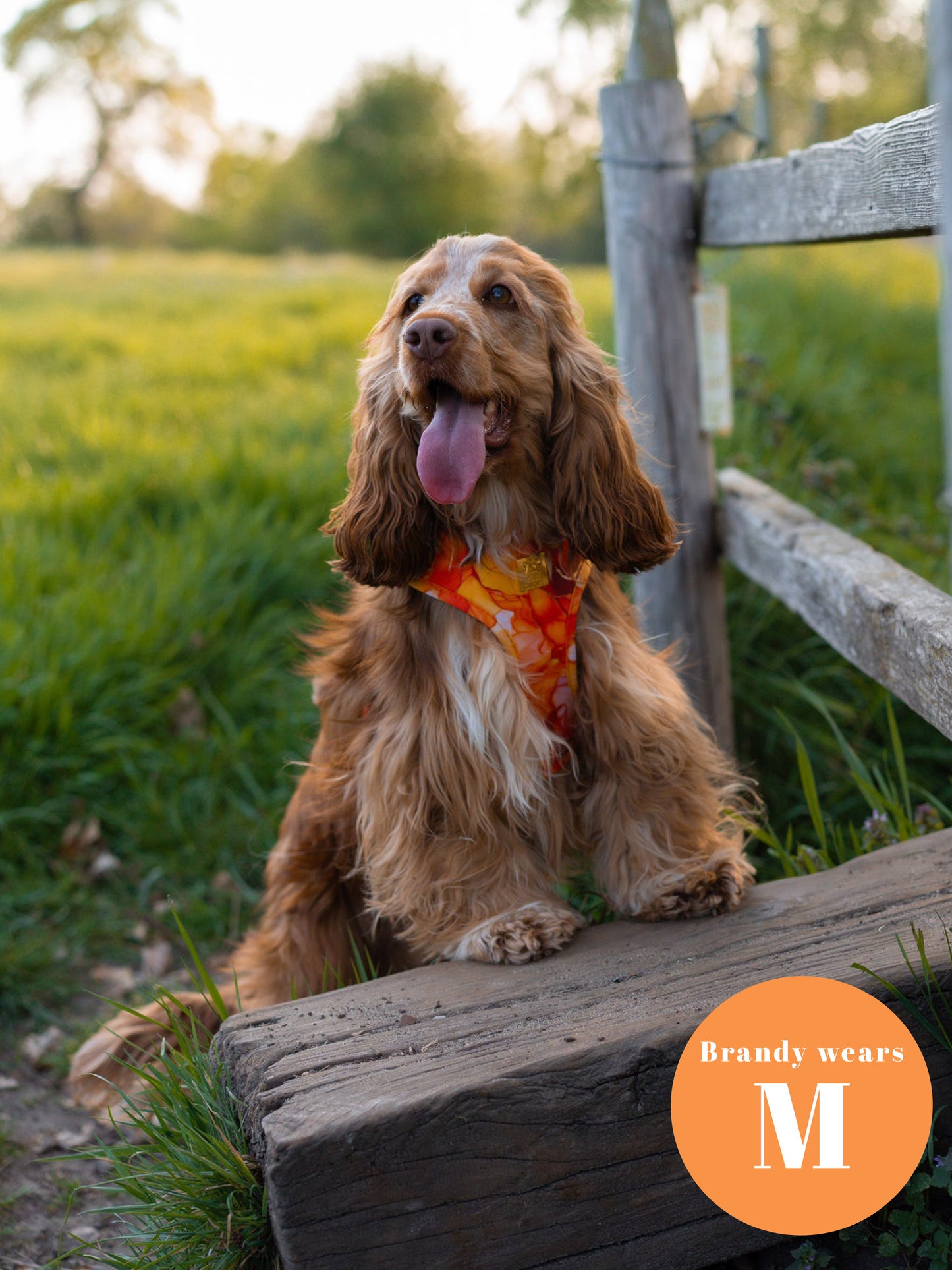 Sunset Agate  Deluxe Adjustable Harness & Lead Bundle