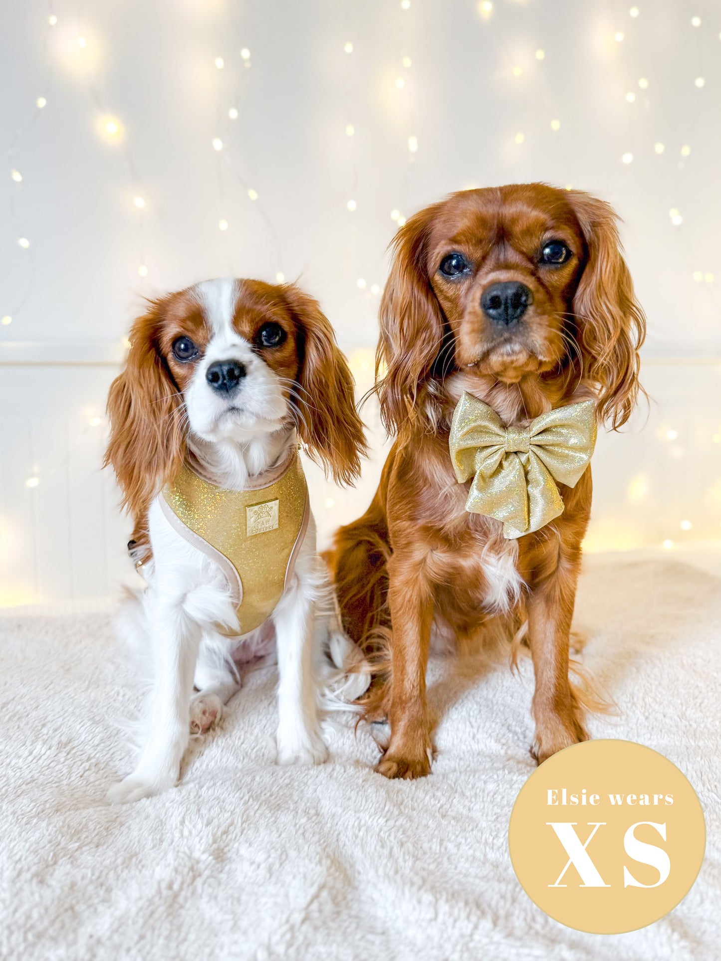 Champagne Party Deluxe Adjustable Harness & Lead Bundle