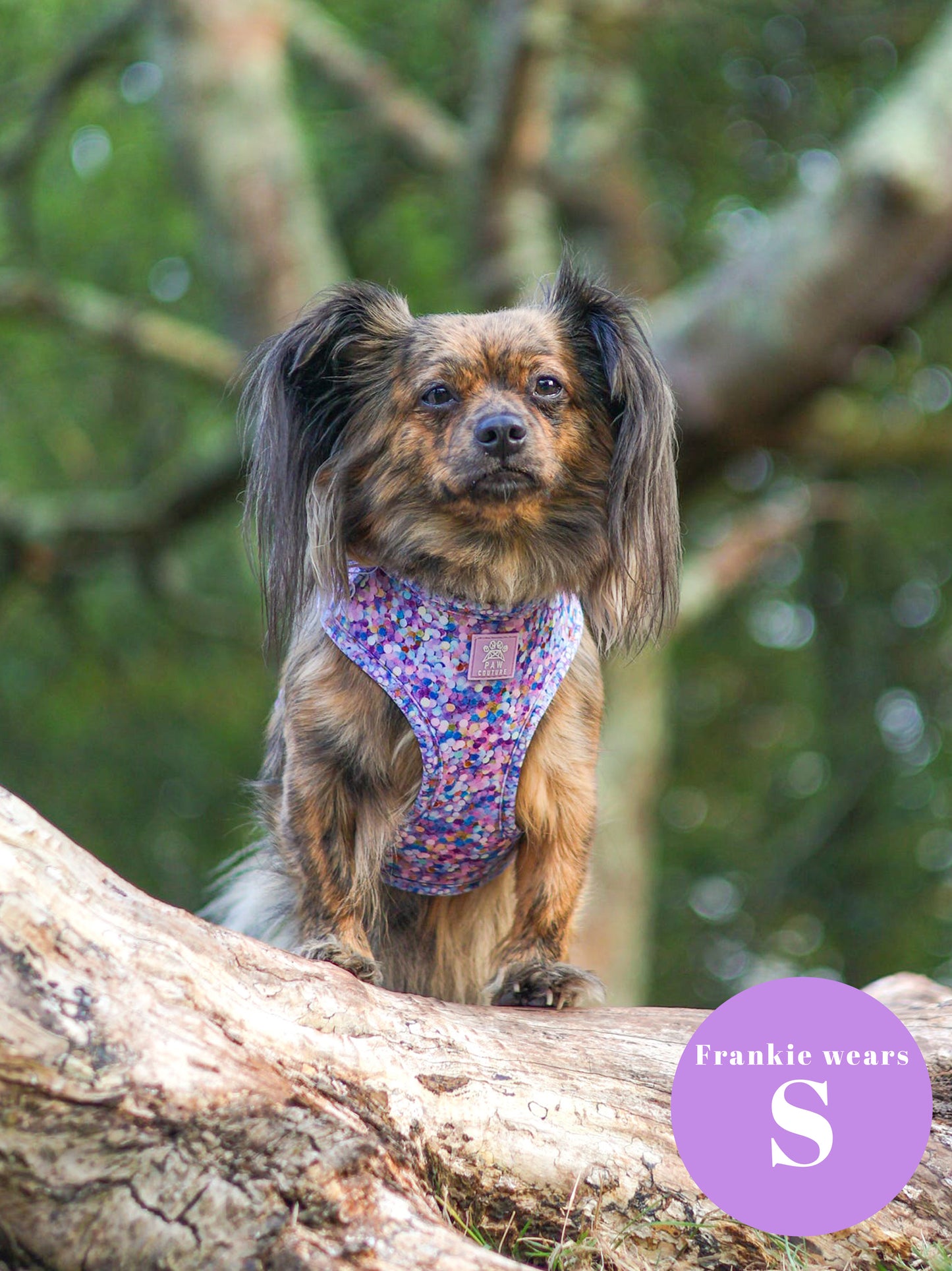 Confetti Adjustable Harness & Lead Bundle - SHIPS FROM 30/10