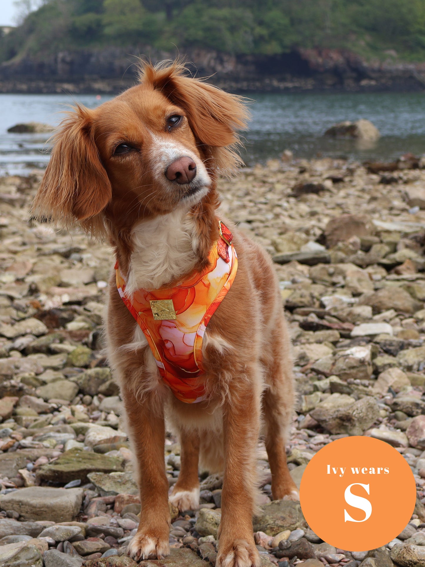 Sunset Agate  Deluxe Adjustable Harness & Lead Bundle