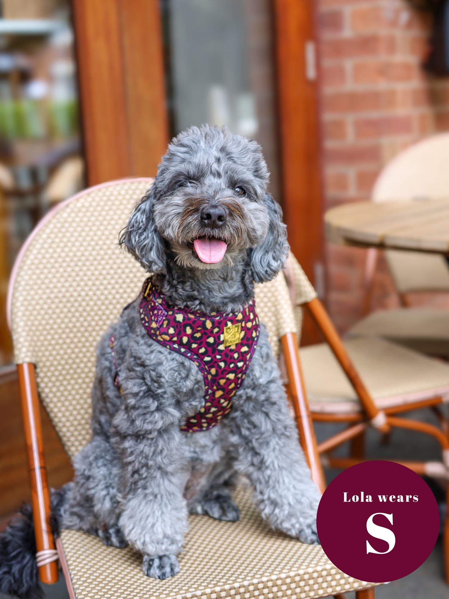 Amethyst Safari Deluxe Adjustable Harness