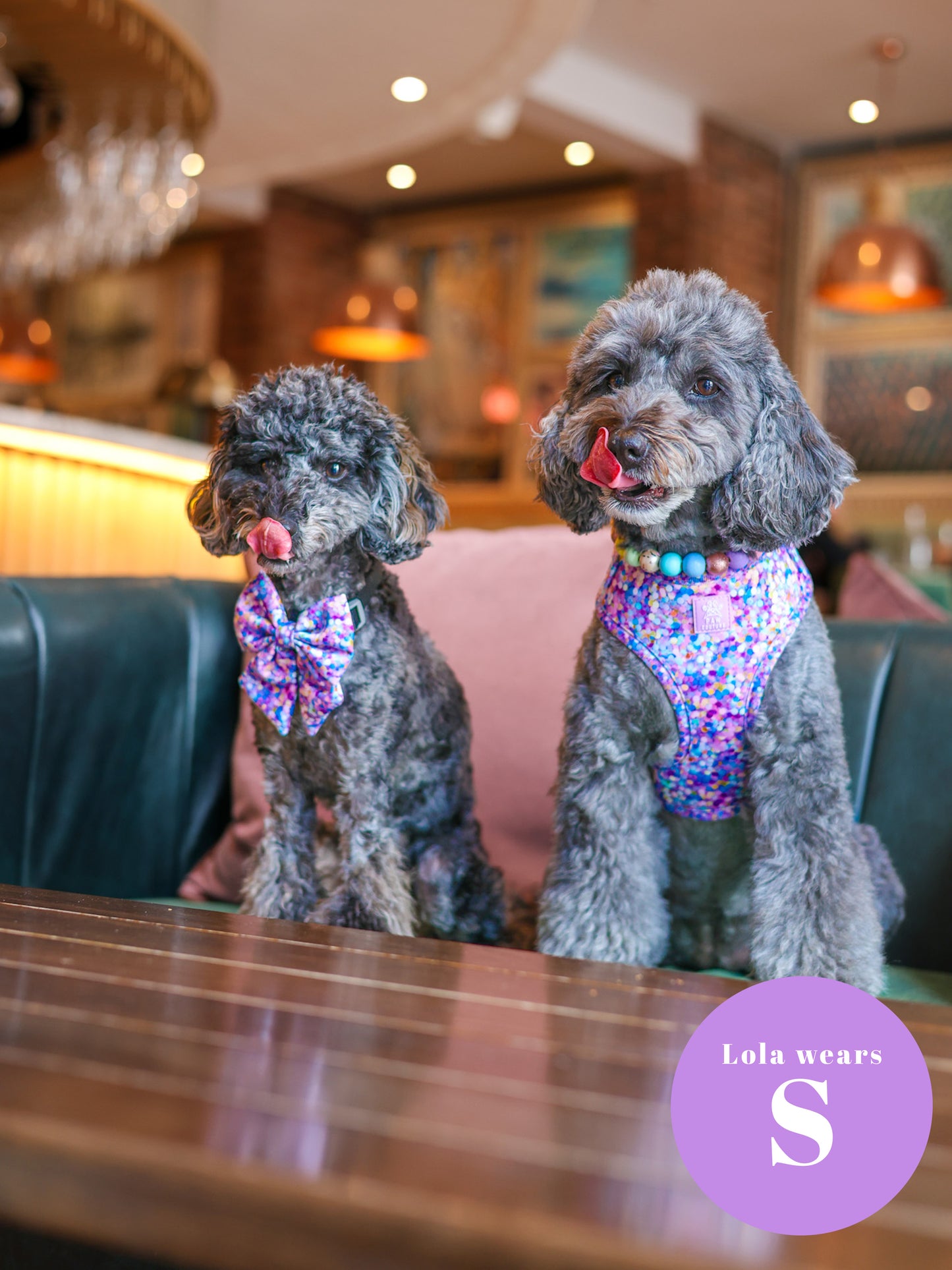 Confetti Adjustable Harness & Lead Bundle - SHIPS FROM 30/10