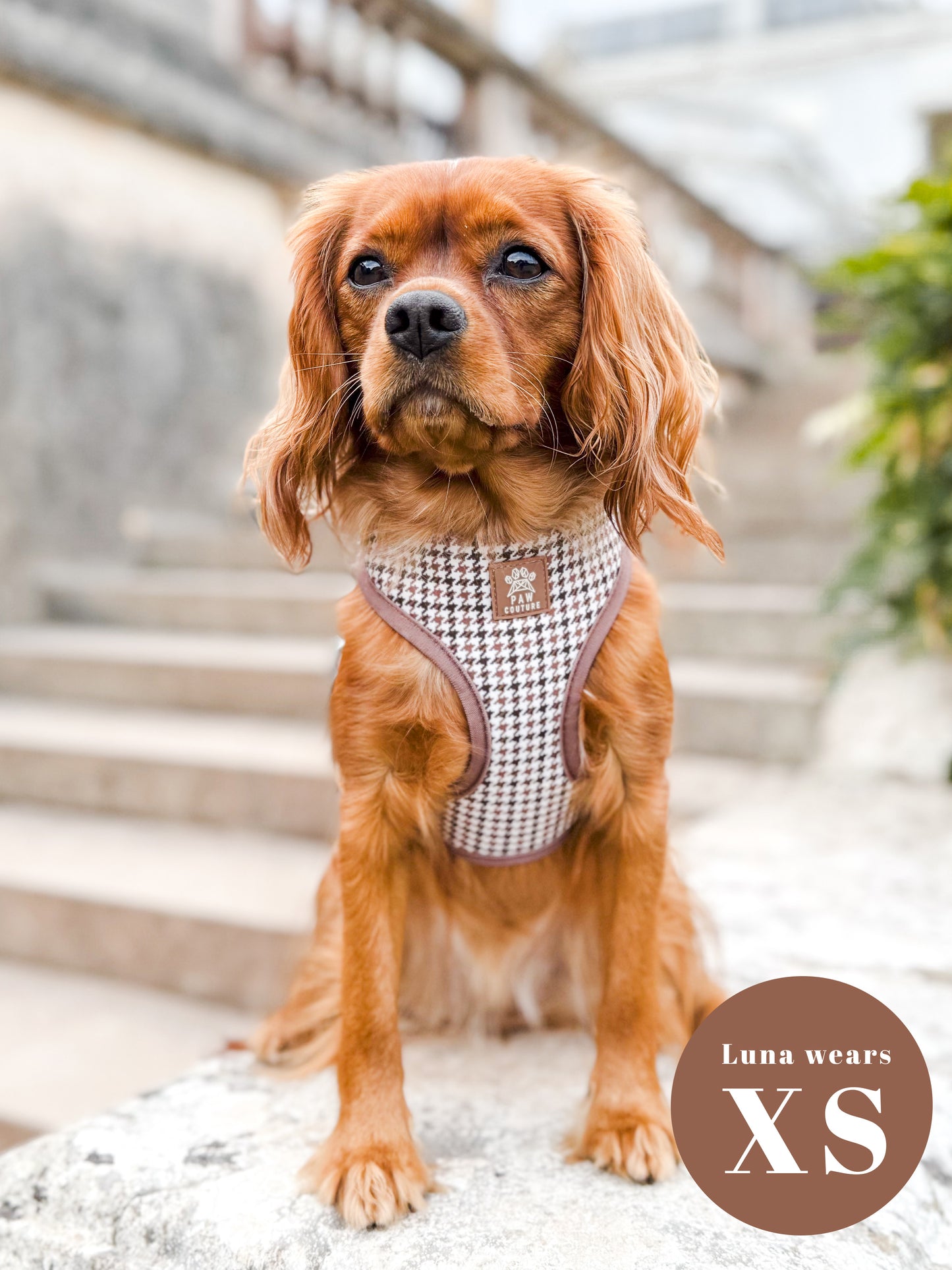 Country Houndstooth Adjustable Harness & Lead Bundle