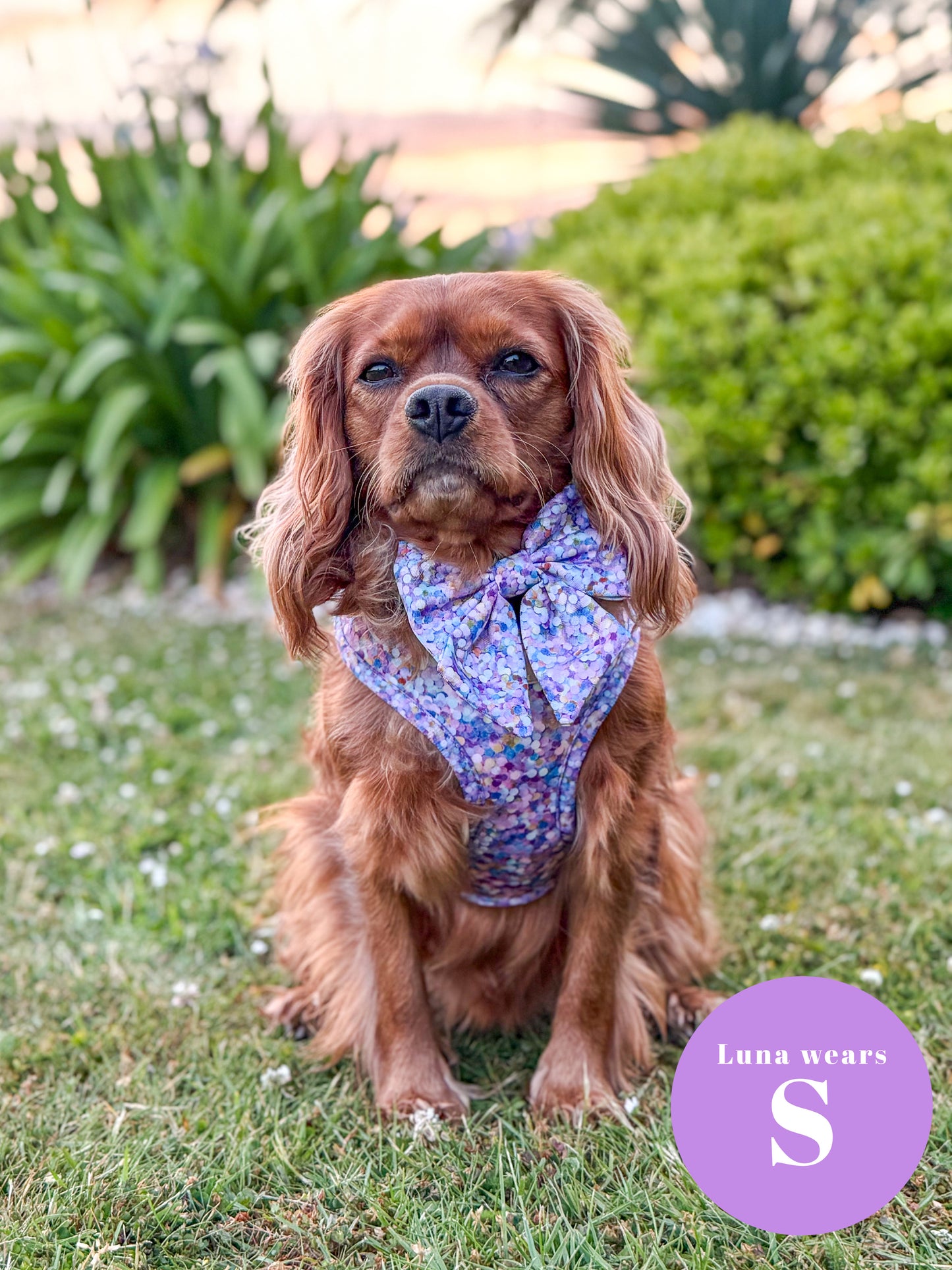 Confetti Adjustable Harness & Lead Bundle - SHIPS FROM 30/10