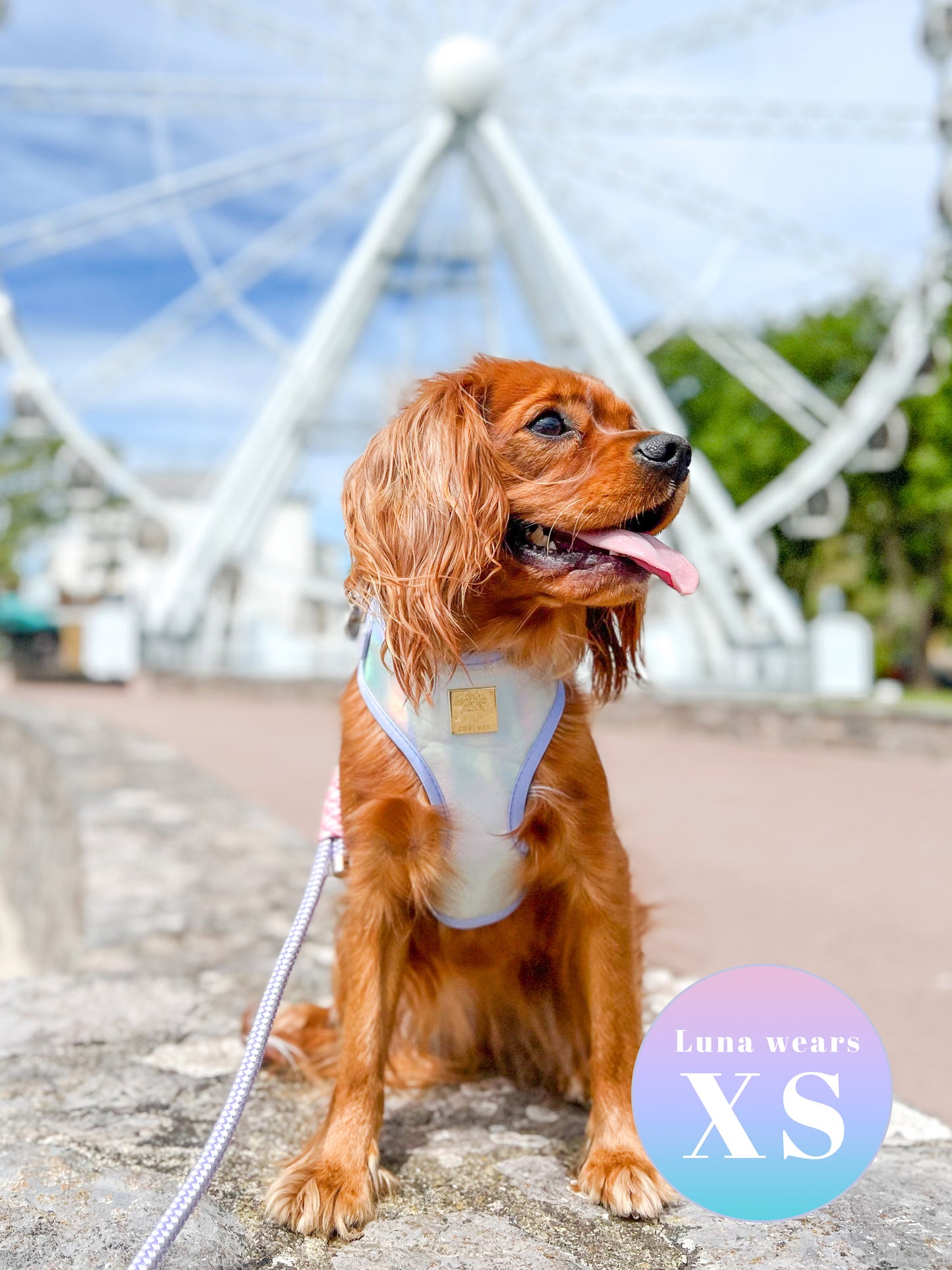 Disco Deluxe Iridescent Leatherette Adjustable Harness & Lead Bundle