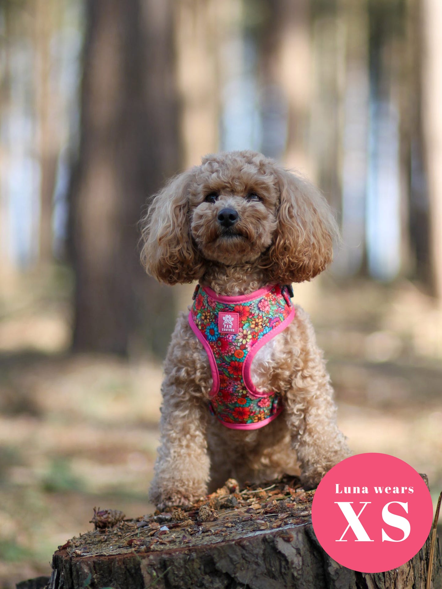 Floral Fiesta Adjustable Harness & Lead Bundle