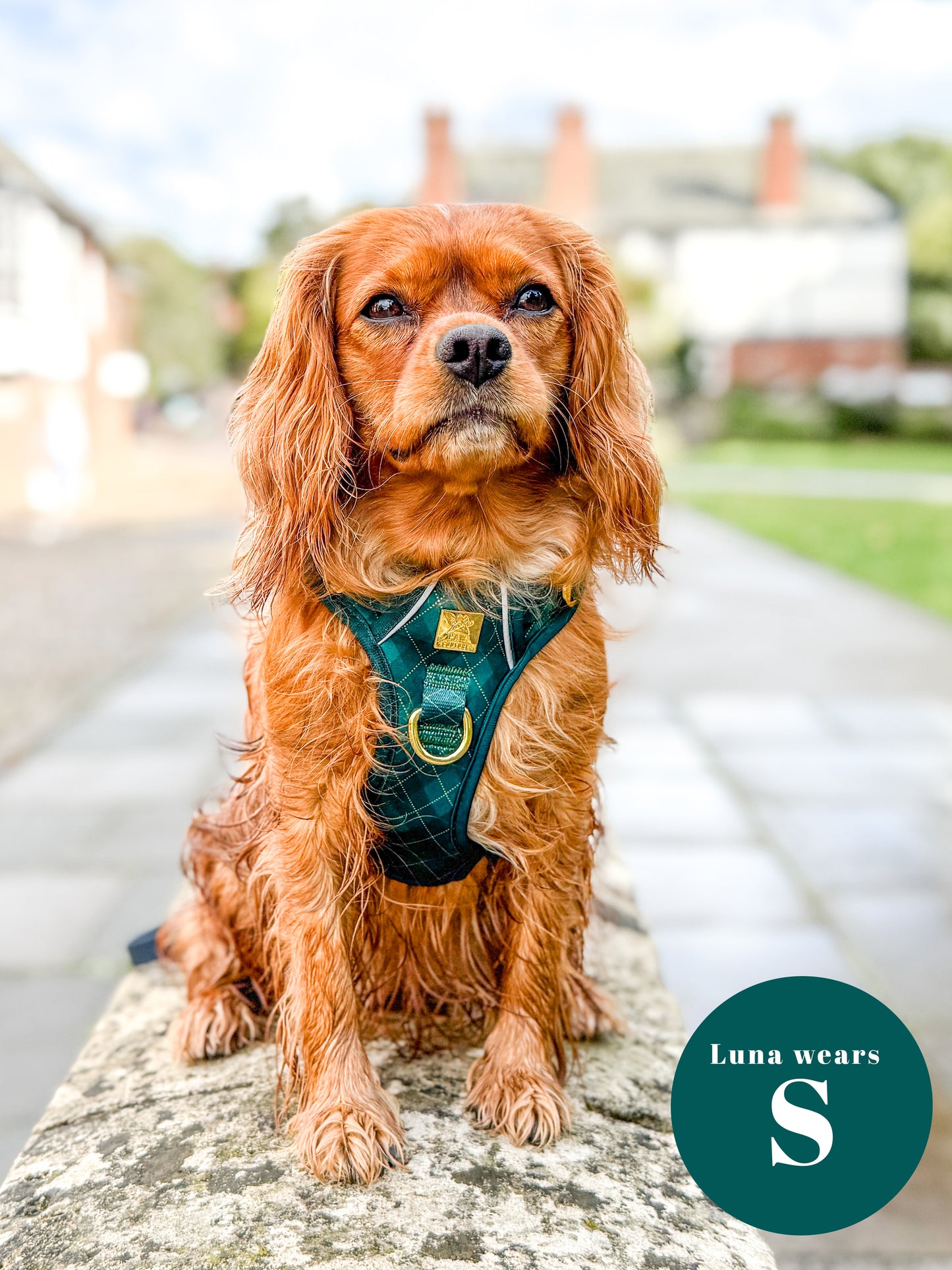 Argyle Deluxe TrailBlazer Harness