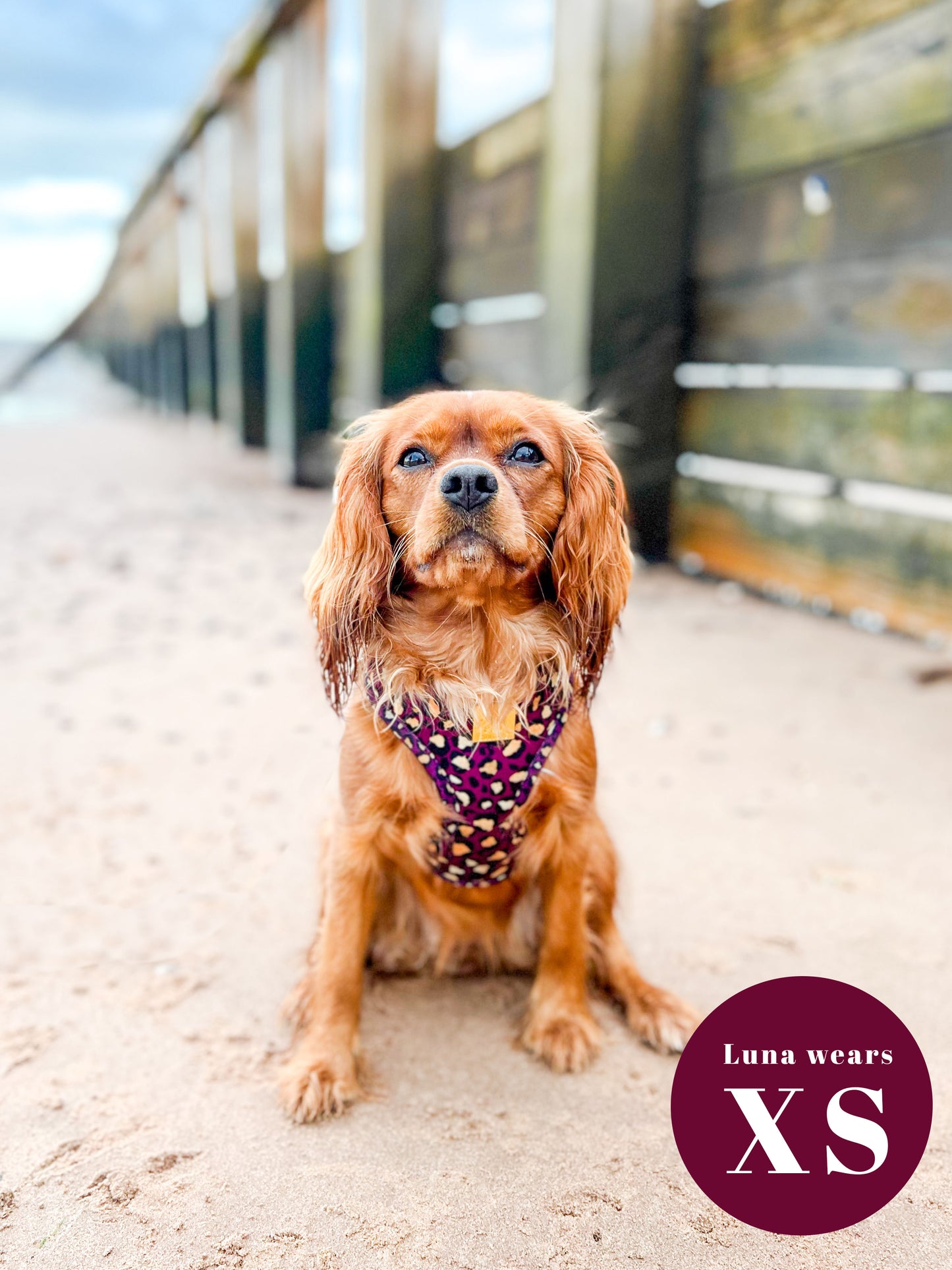 Amethyst Safari Deluxe Adjustable Harness