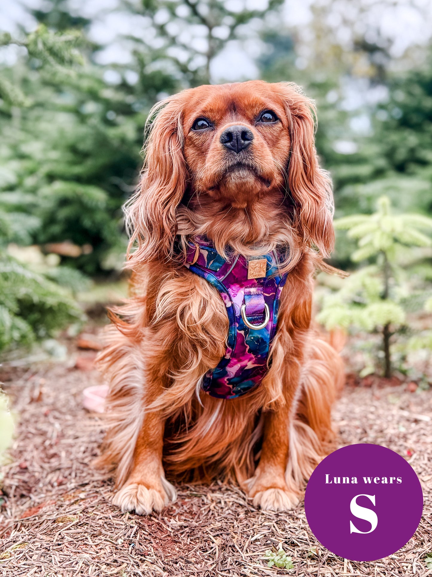 Cosmos Deluxe Five Piece Walkies Bundle - Save £20