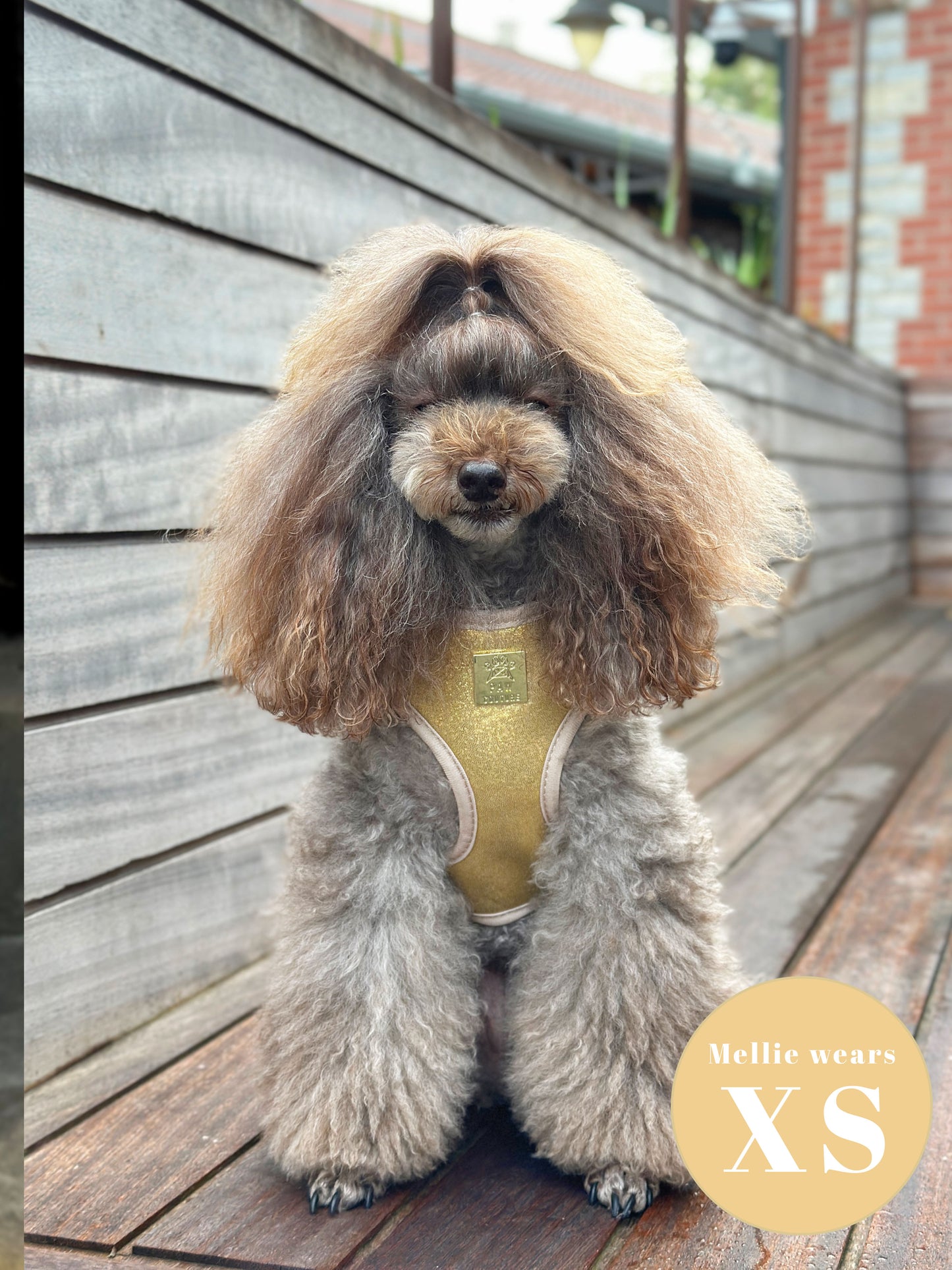 Champagne Party Deluxe Adjustable Harness & Lead Bundle