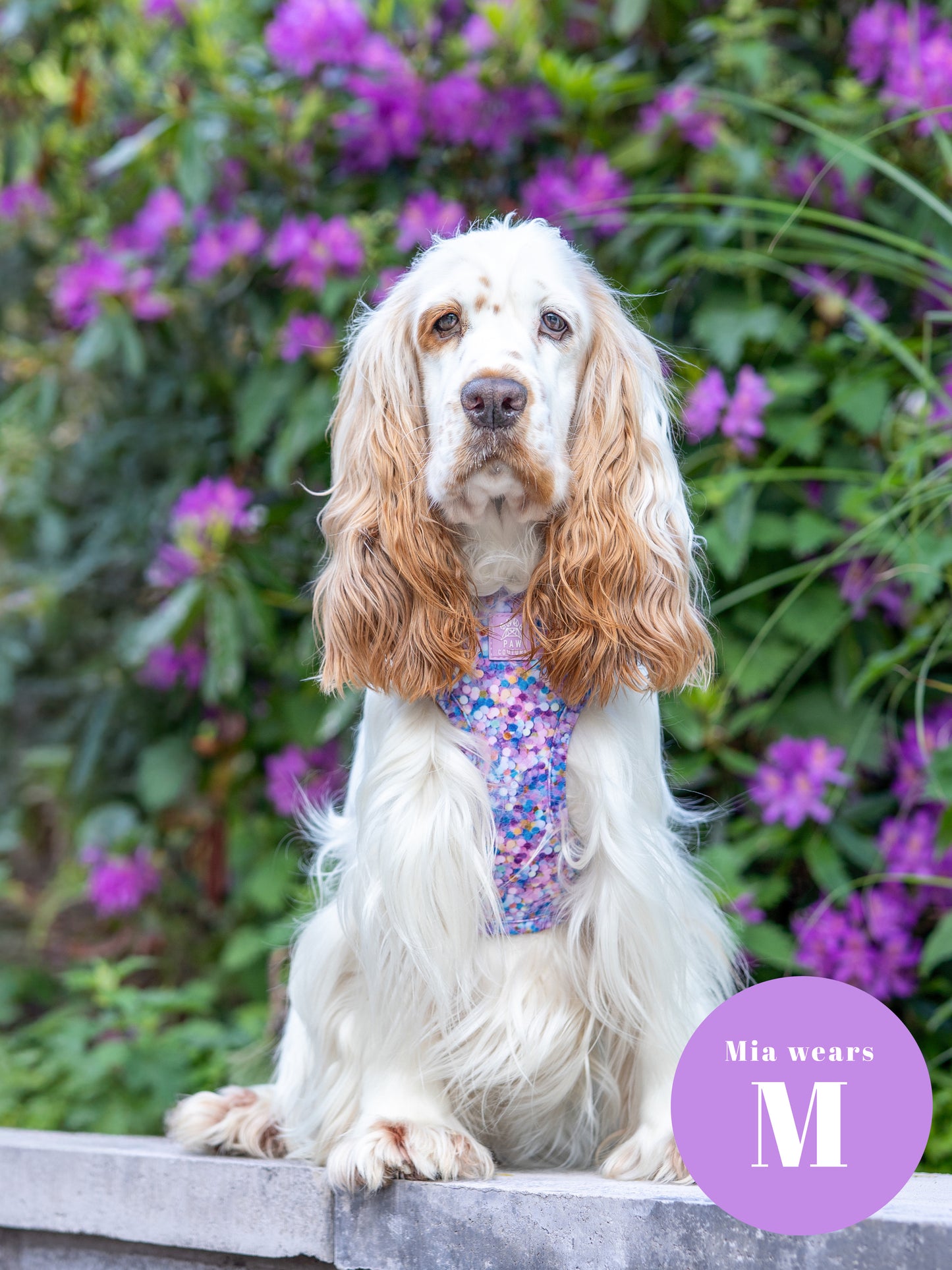 Confetti Adjustable Harness & Lead Bundle