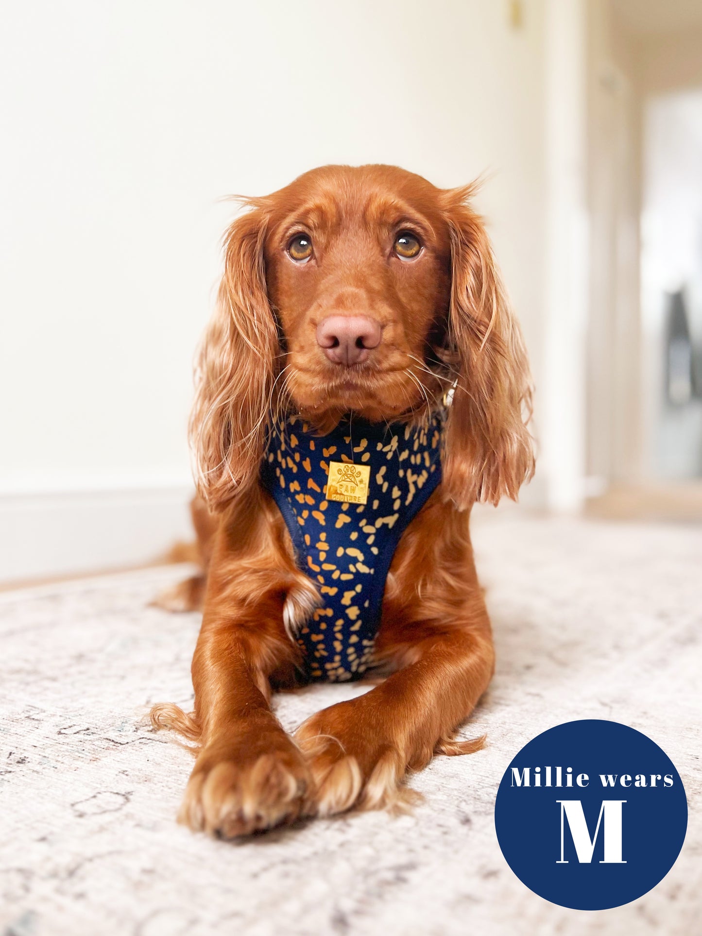 Golden Confetti Deluxe Adjustable Harness & Lead Bundle