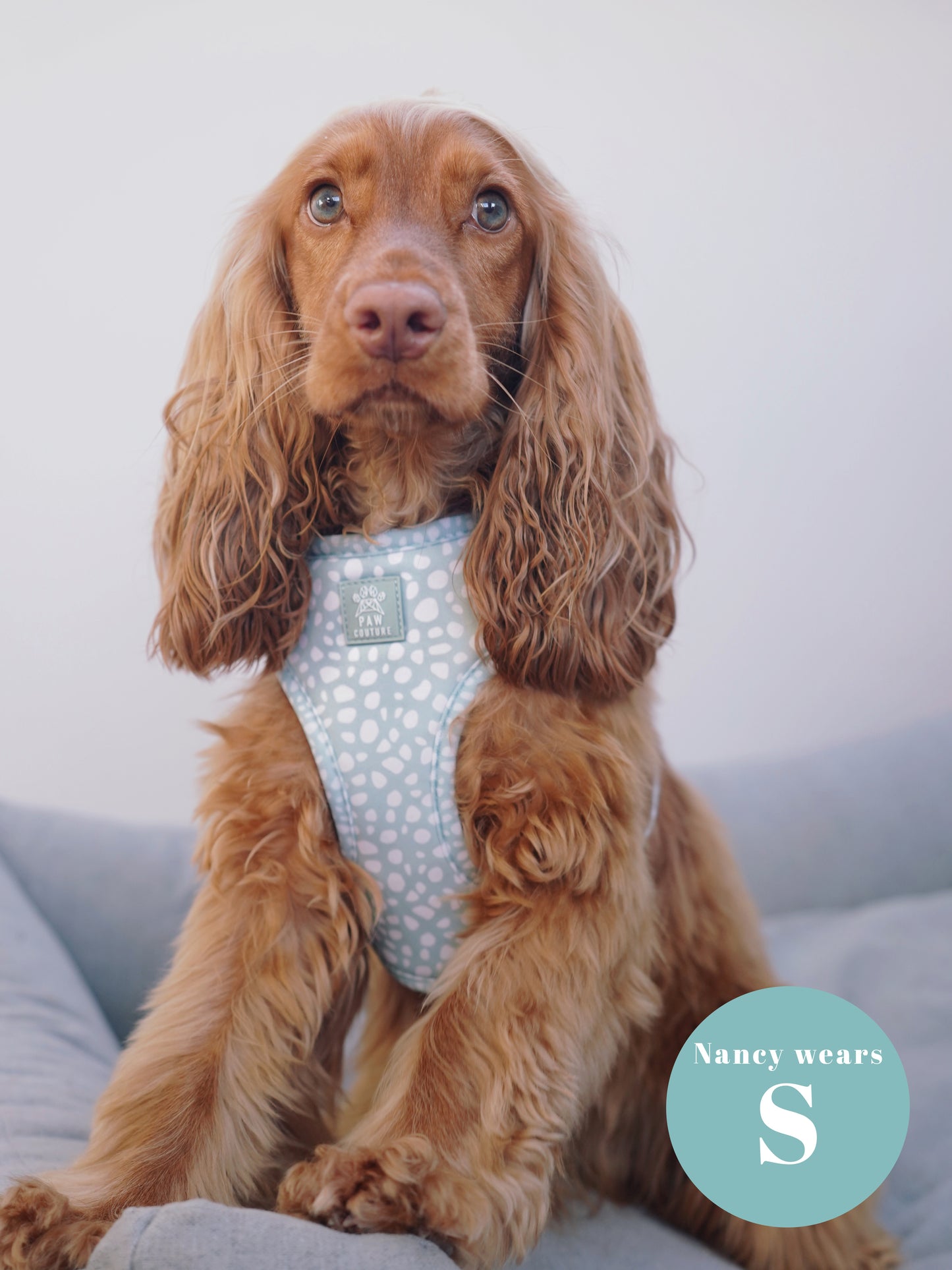 Wild Sage Adjustable Harness & Lead Bundle