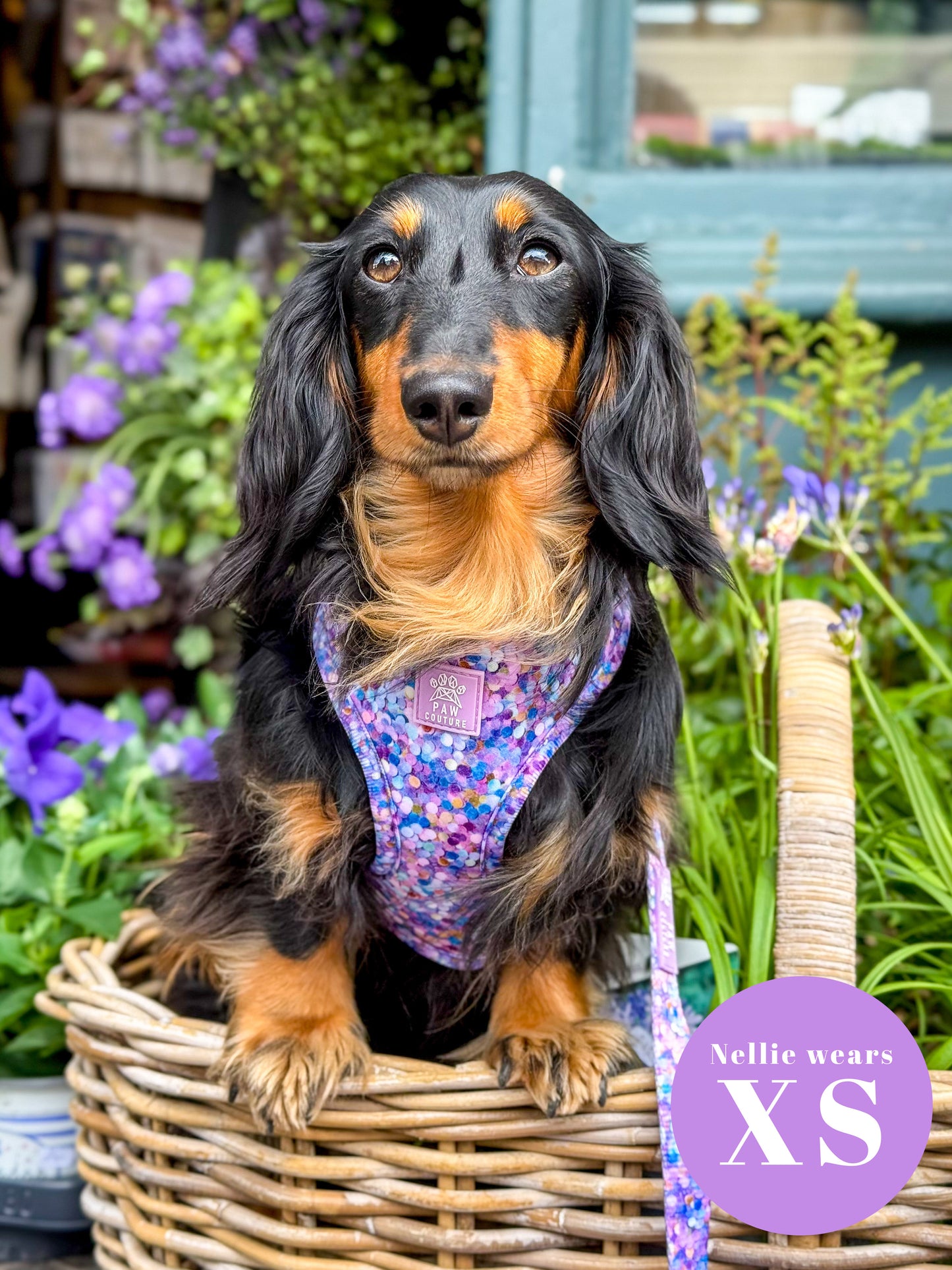 Confetti Adjustable Harness & Lead Bundle - SHIPS FROM 30/10