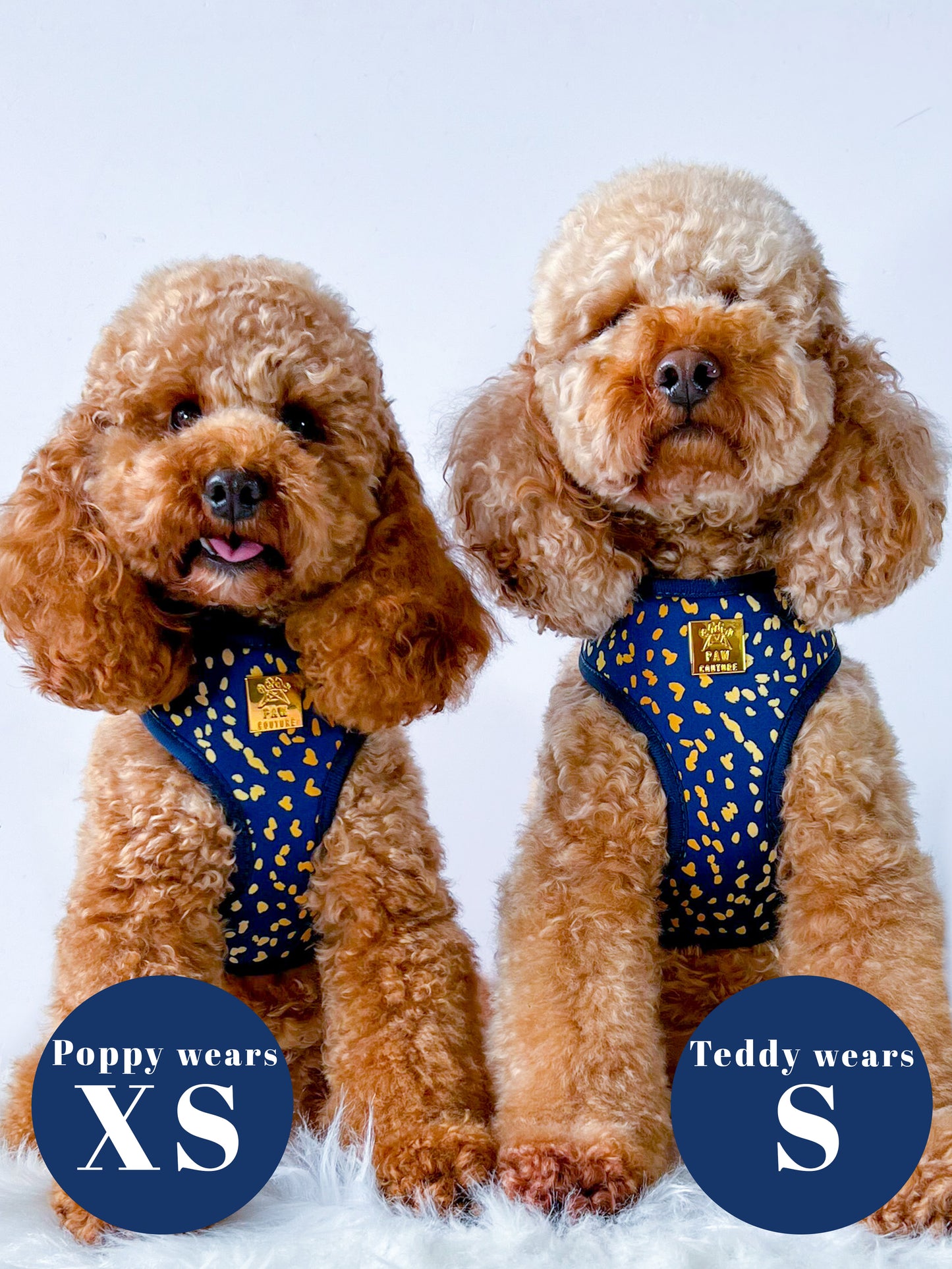 Golden Confetti Deluxe Adjustable Harness & Lead Bundle
