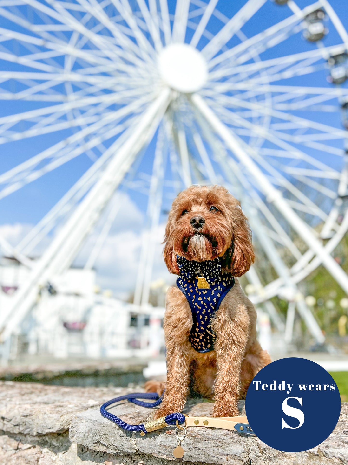Golden Confetti Deluxe Adjustable Harness & Lead Bundle